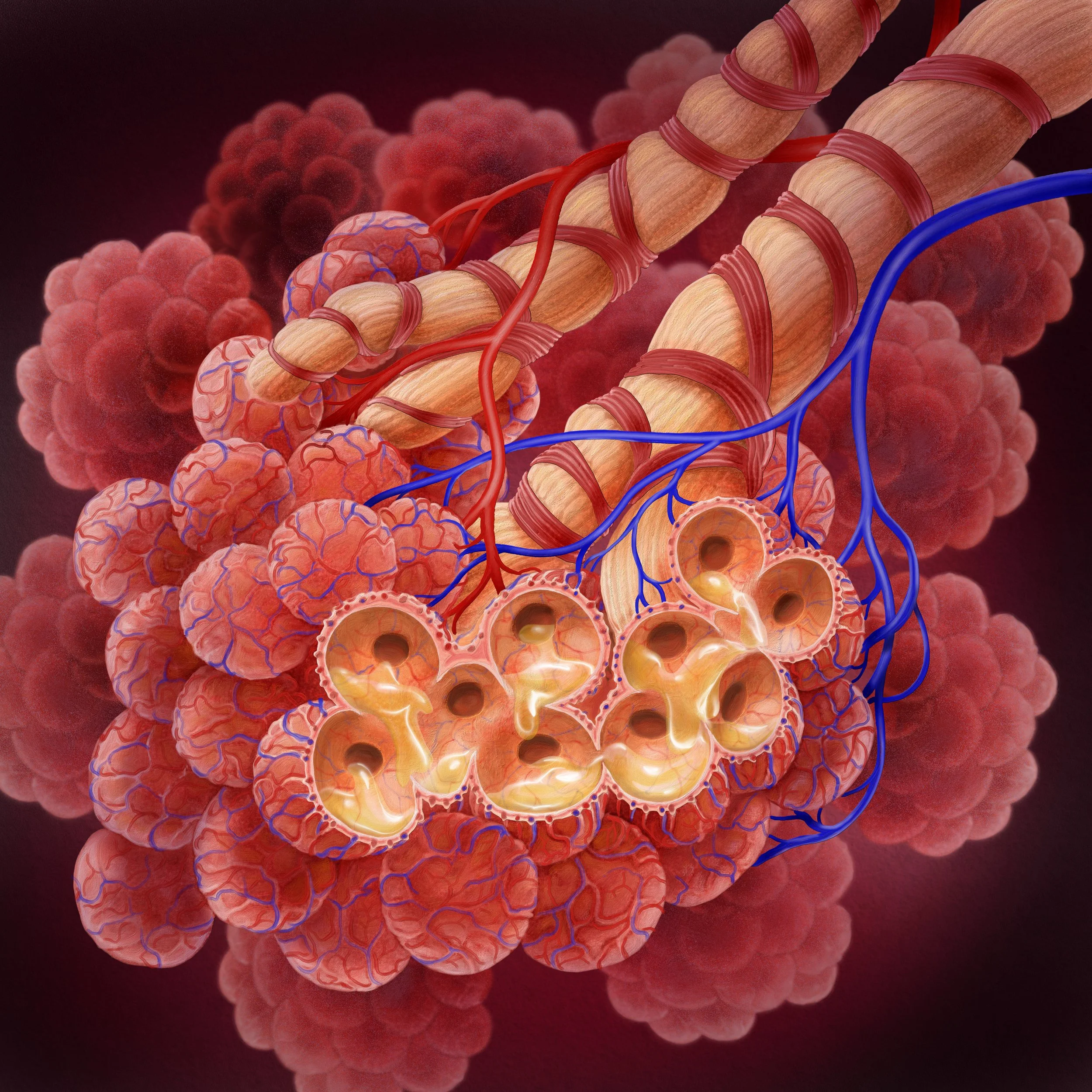 Alveoli Flem B-5.jpg