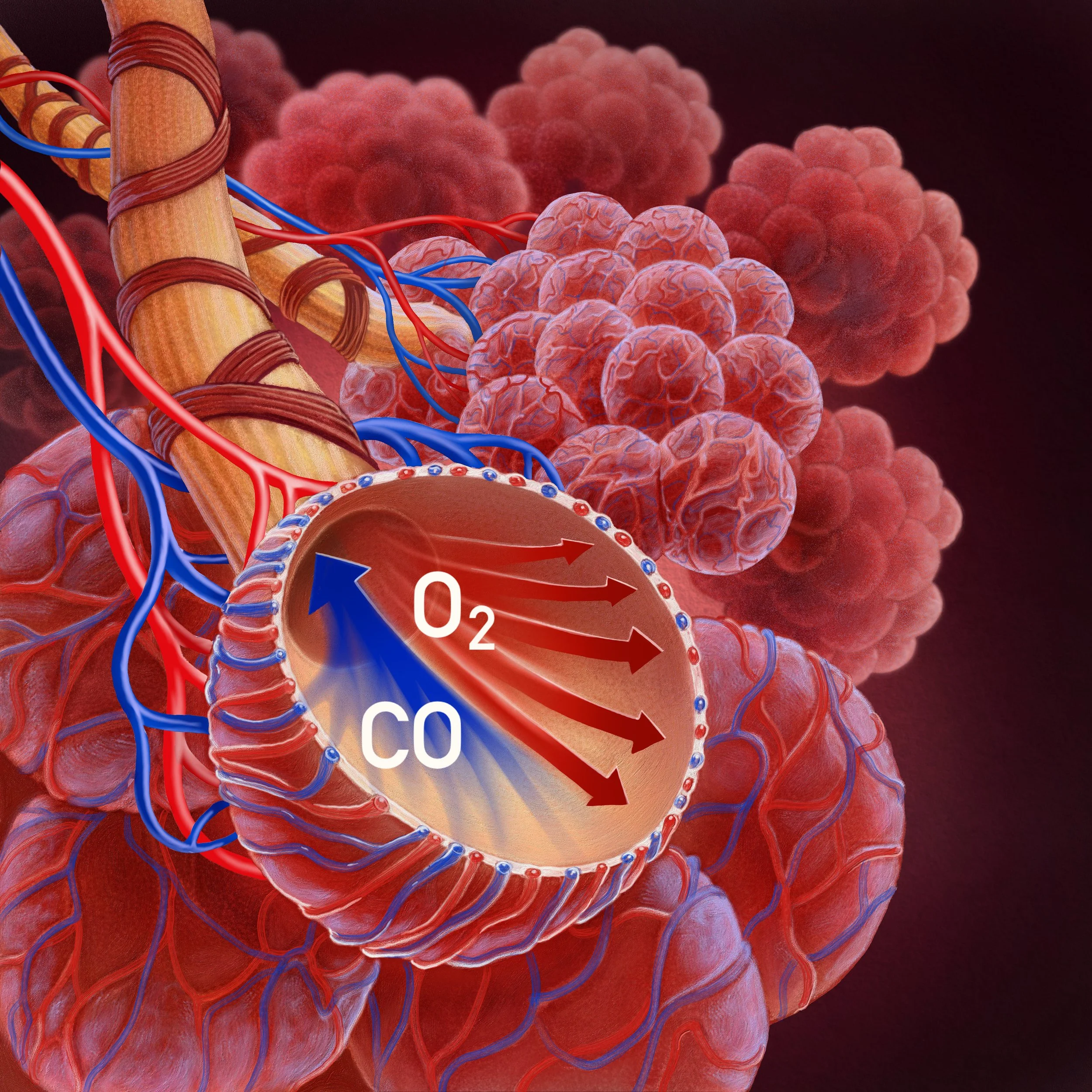 Alveoli O2-CO2 Transfer A-5.jpg
