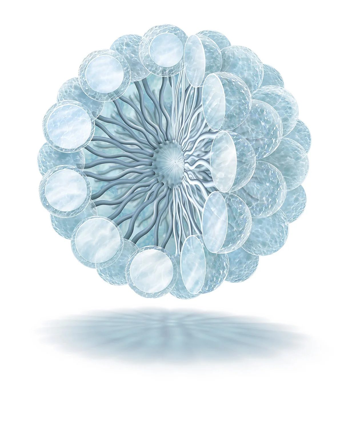 Micelle Cutaway.jpg