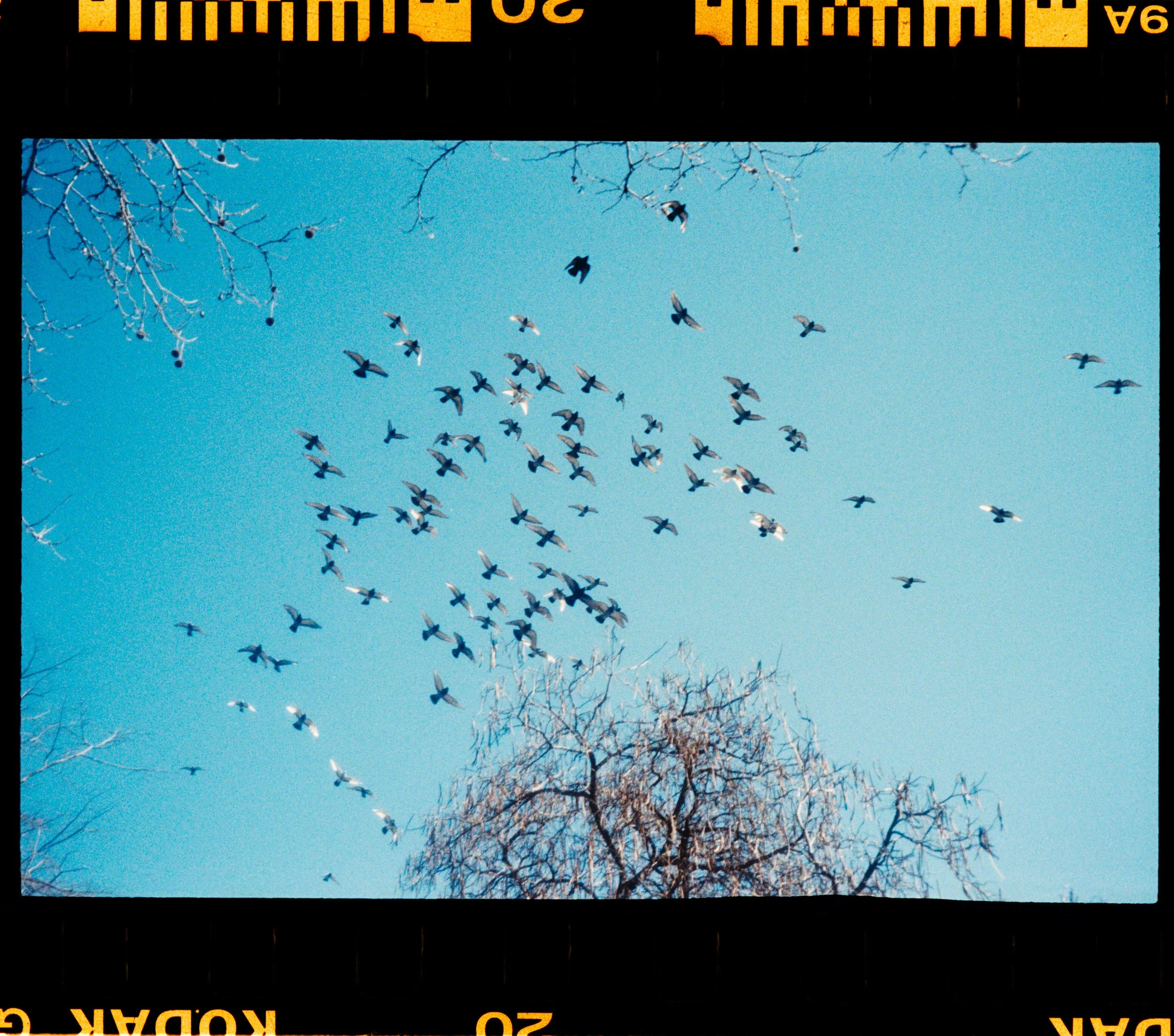 Jurnee Murray_R4240-020-positive.jpg