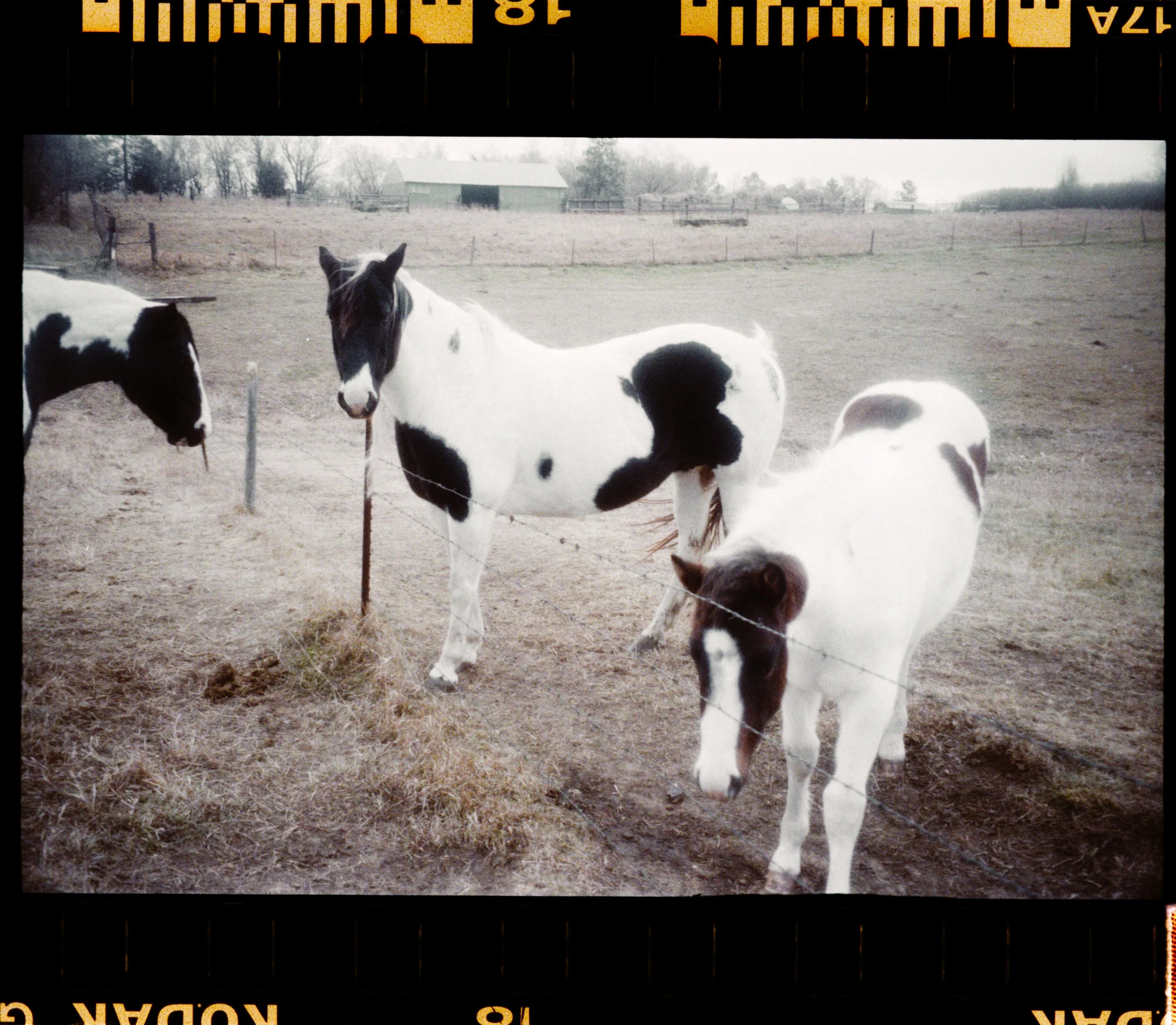 Jurnee Murray_R4243-042-positive.jpg