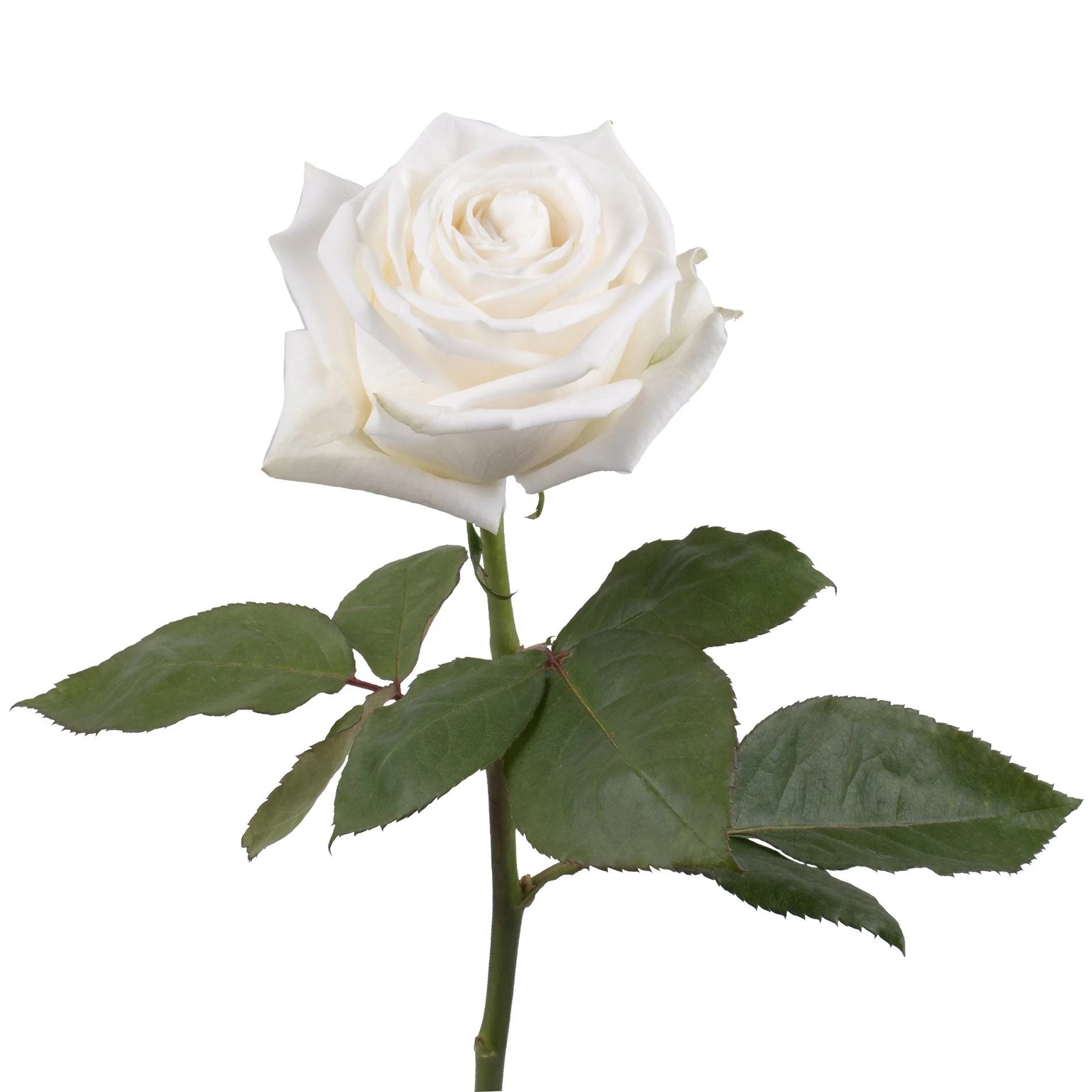 genviv-playa-blanca-rose-1