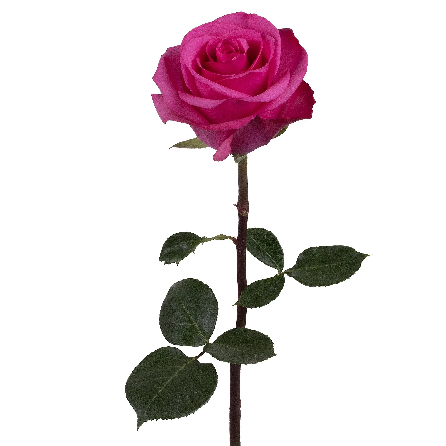 genviv-stiletto-rose-1