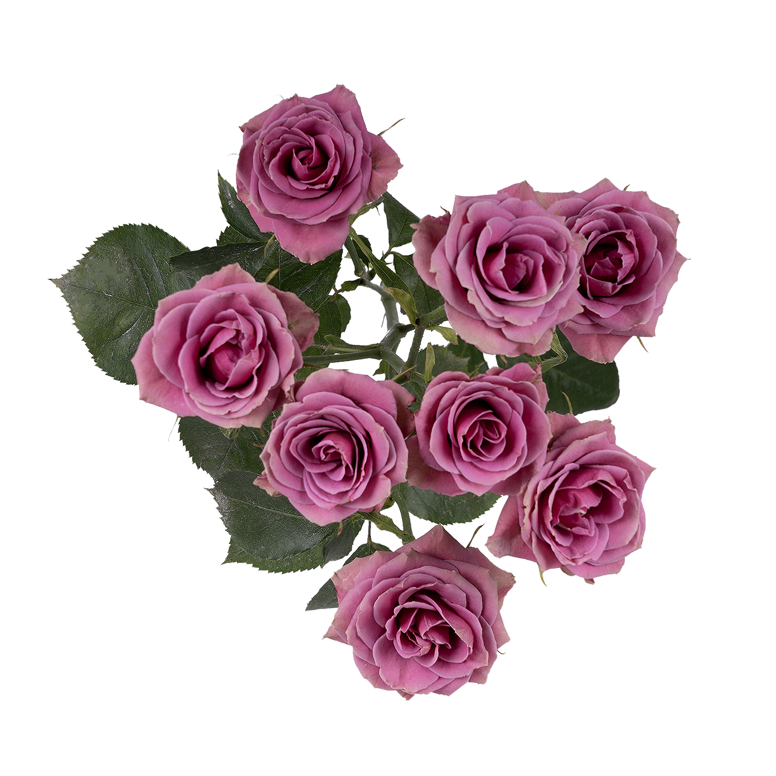 Brilliant Stars® Cassiopeia