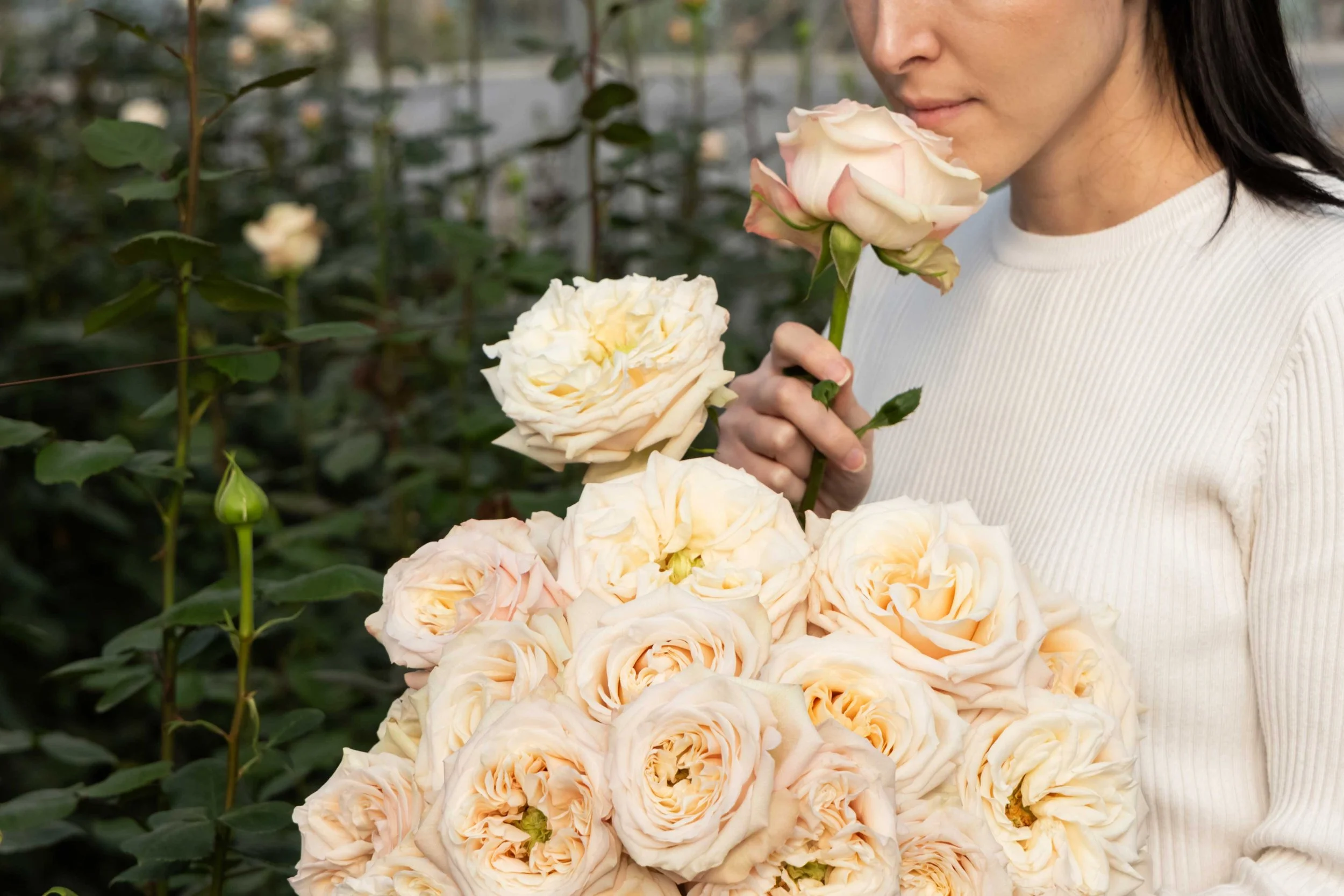 genviv-breeding-bashful-field