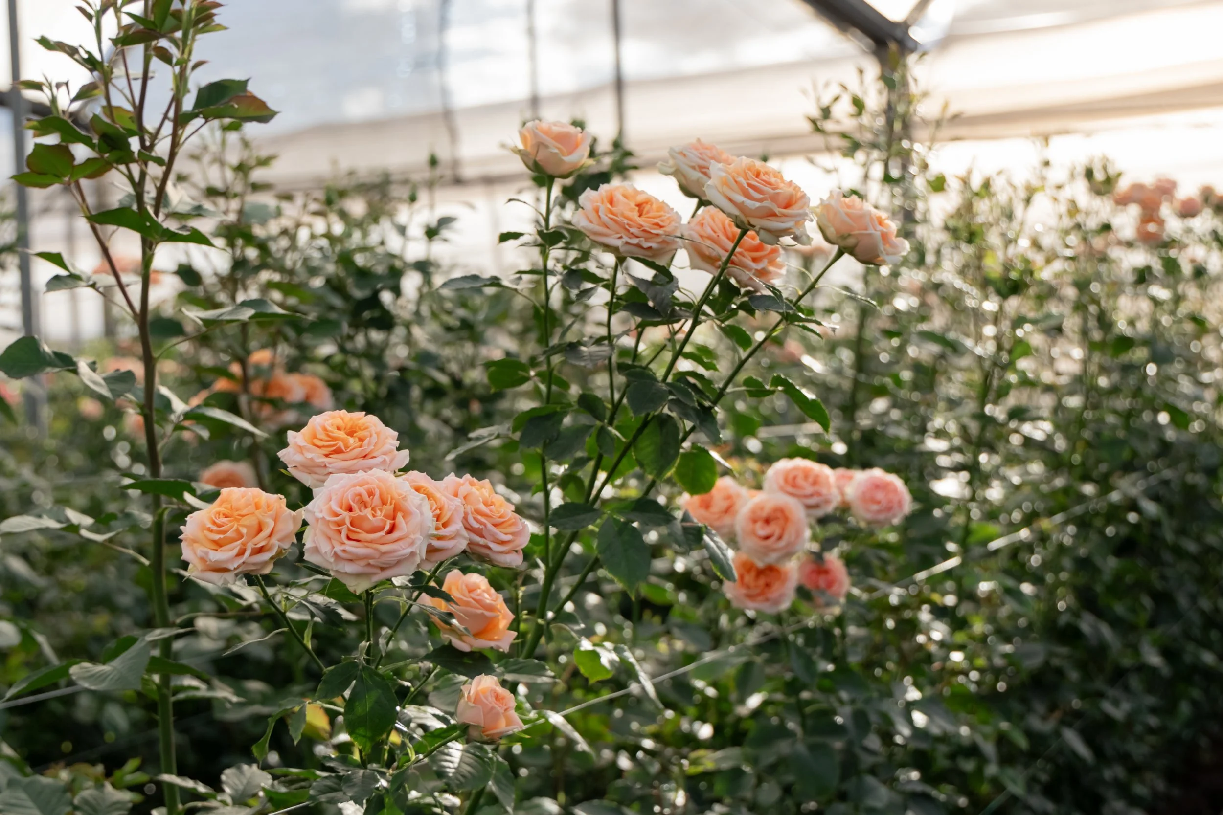 genviv-breeding-fibonacci-aureus-spray-rose