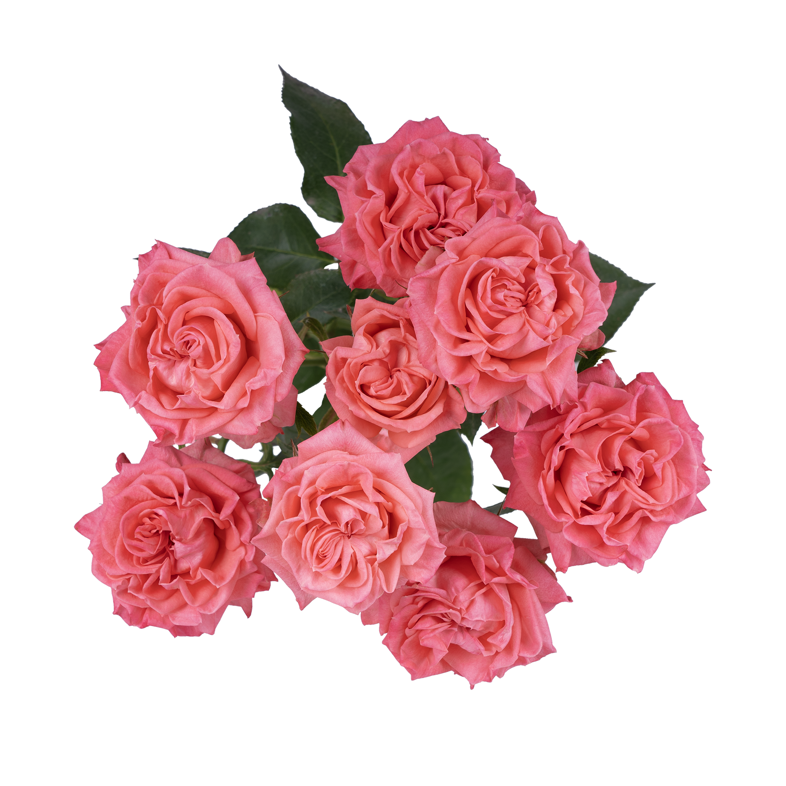 Fibonacci® Nautilus