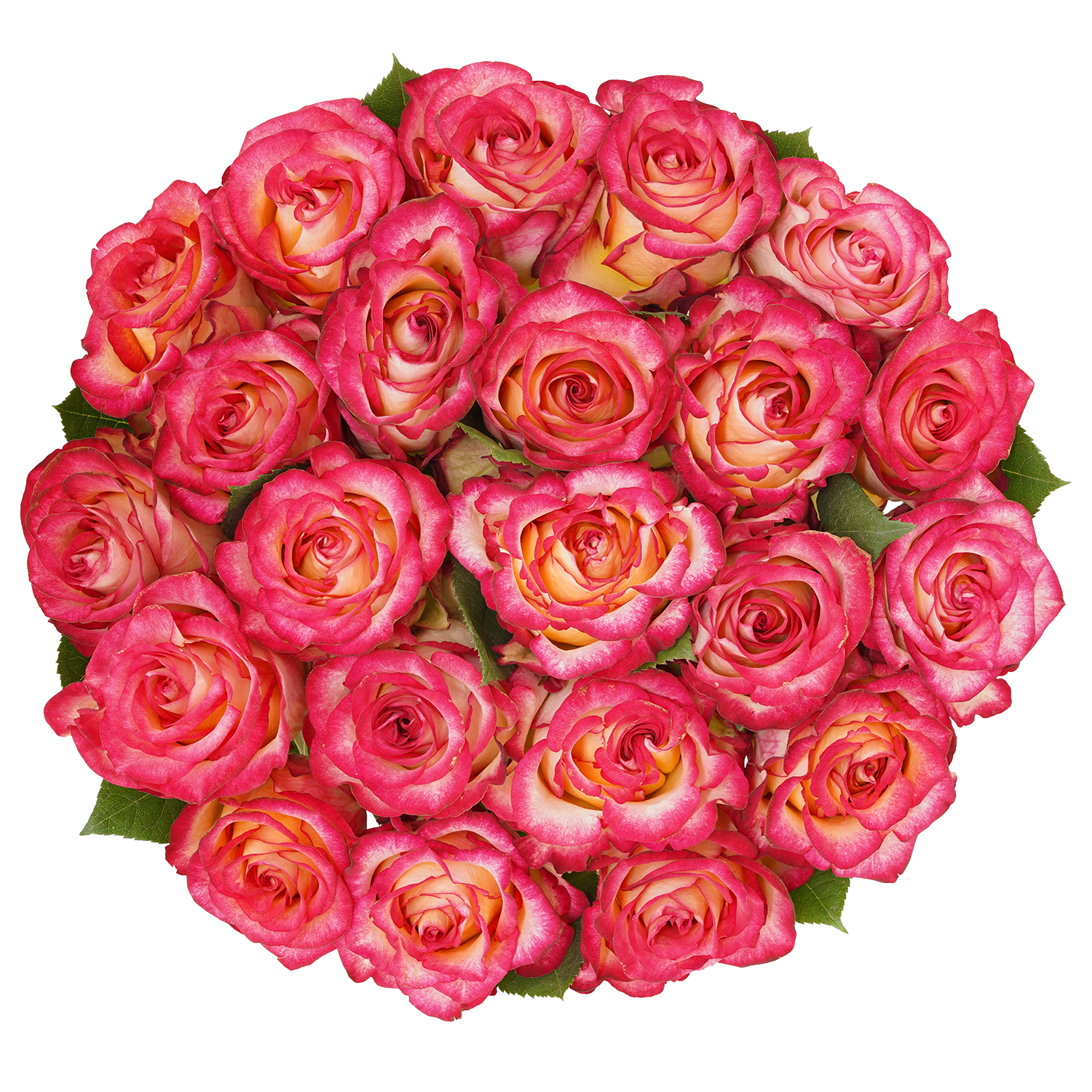 genviv-dancing-queen-rose-3