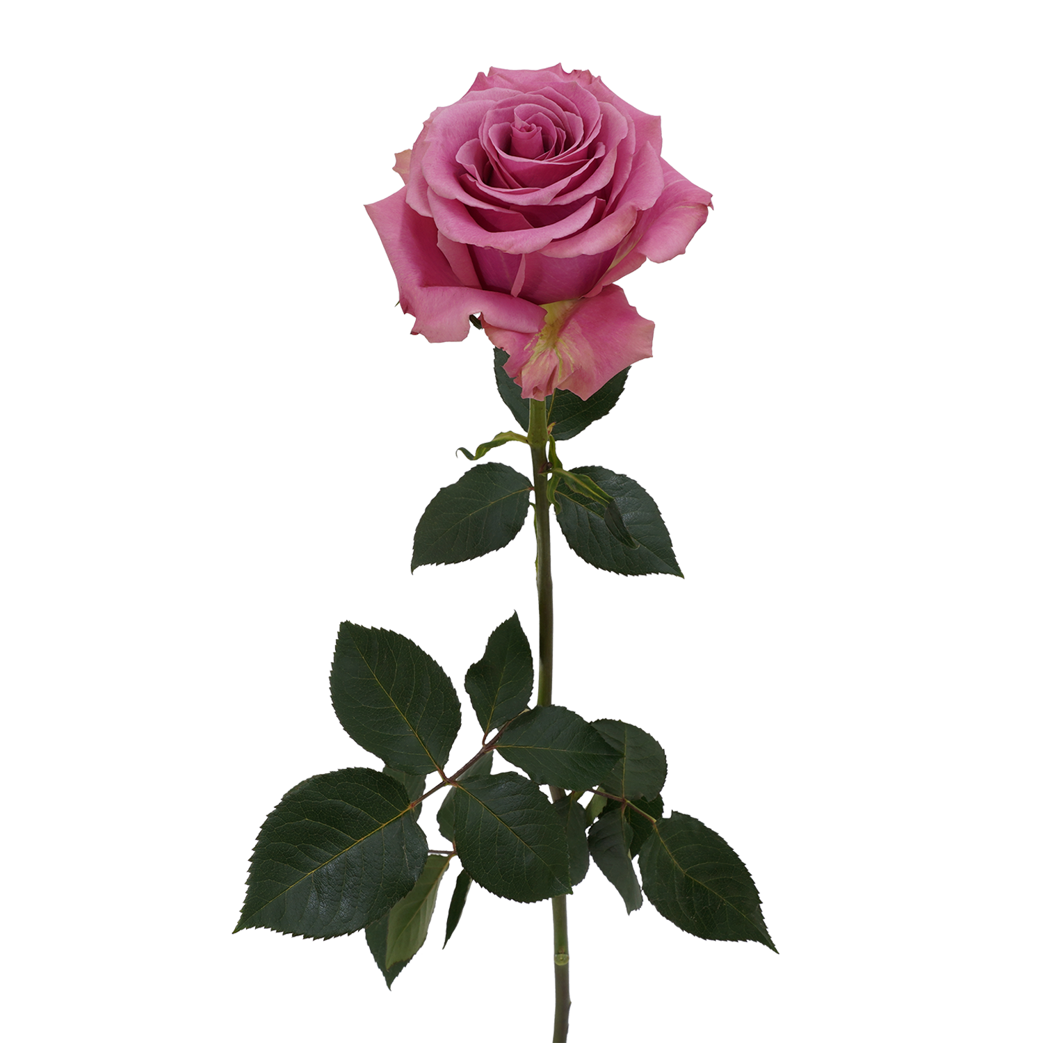 genviv-coquette-rose-1