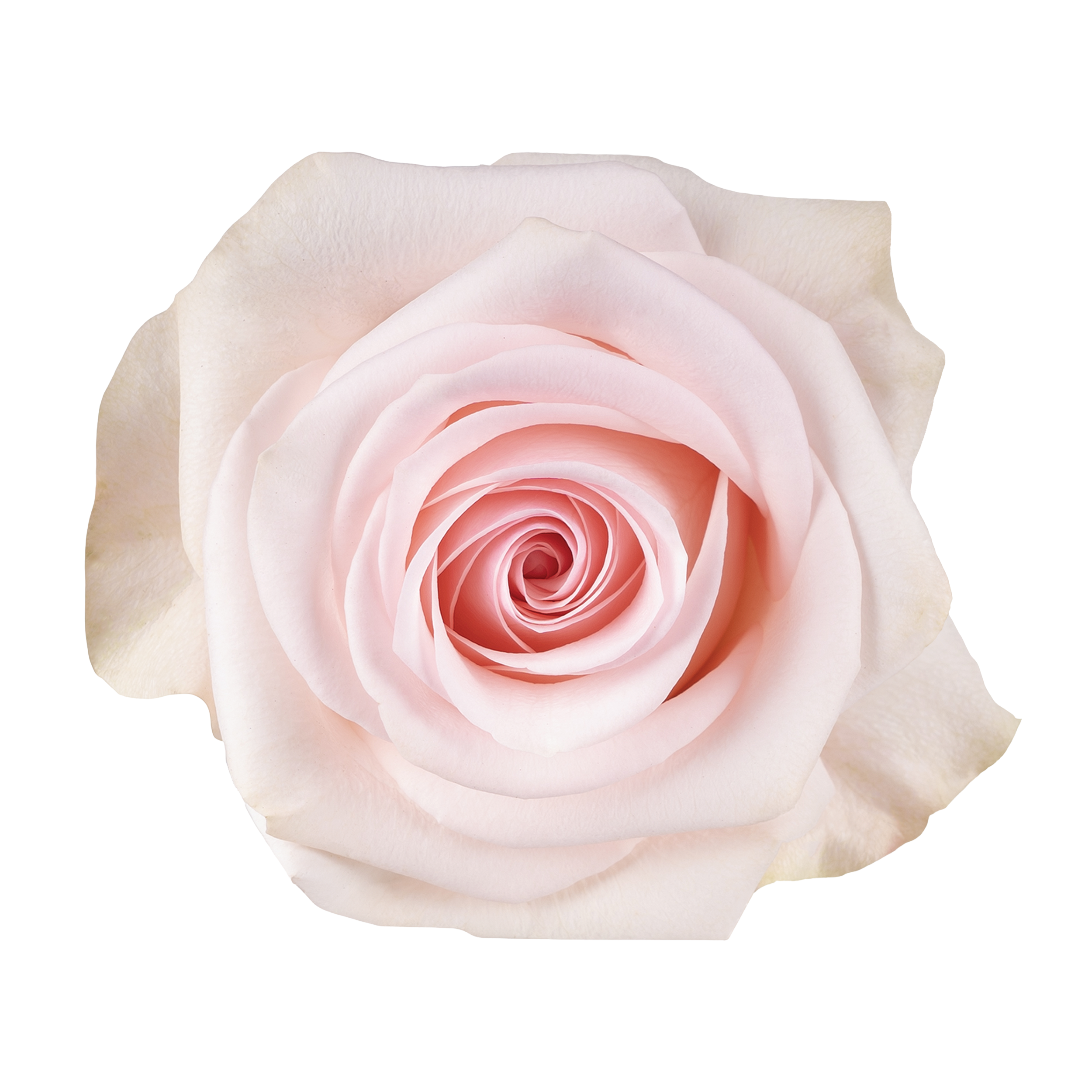 Novia®