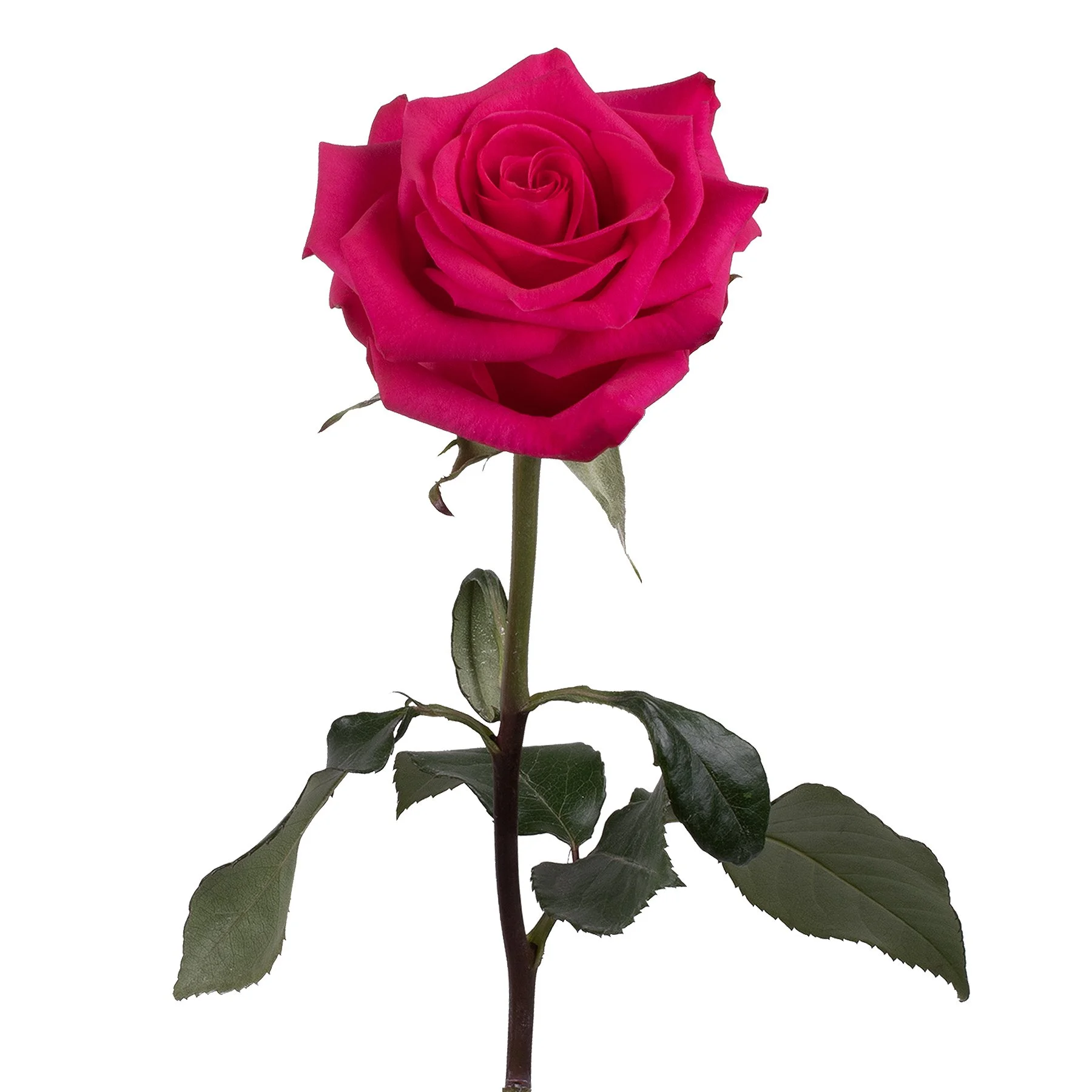 genviv-vipink-rose-1