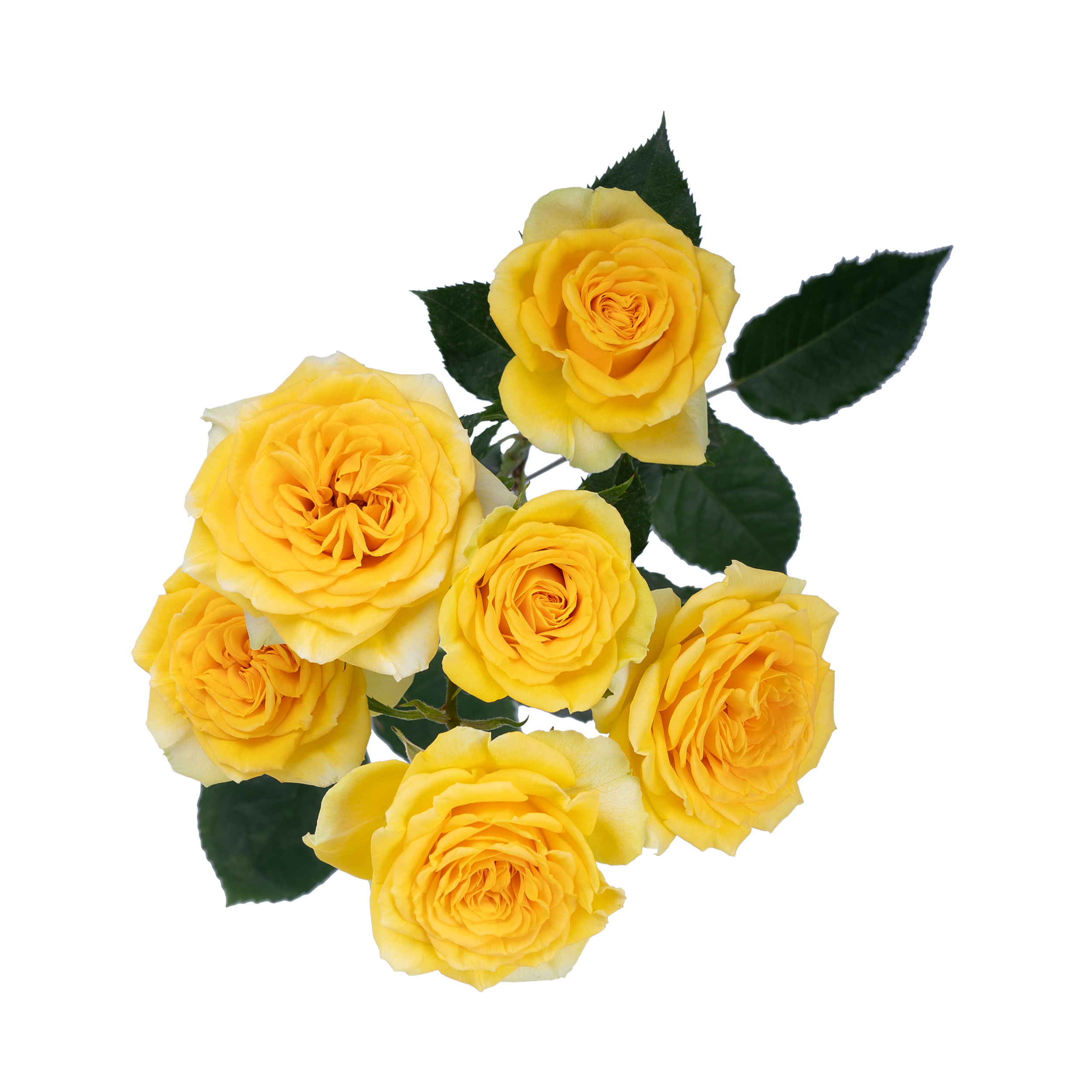 Brilliant Stars® Leo