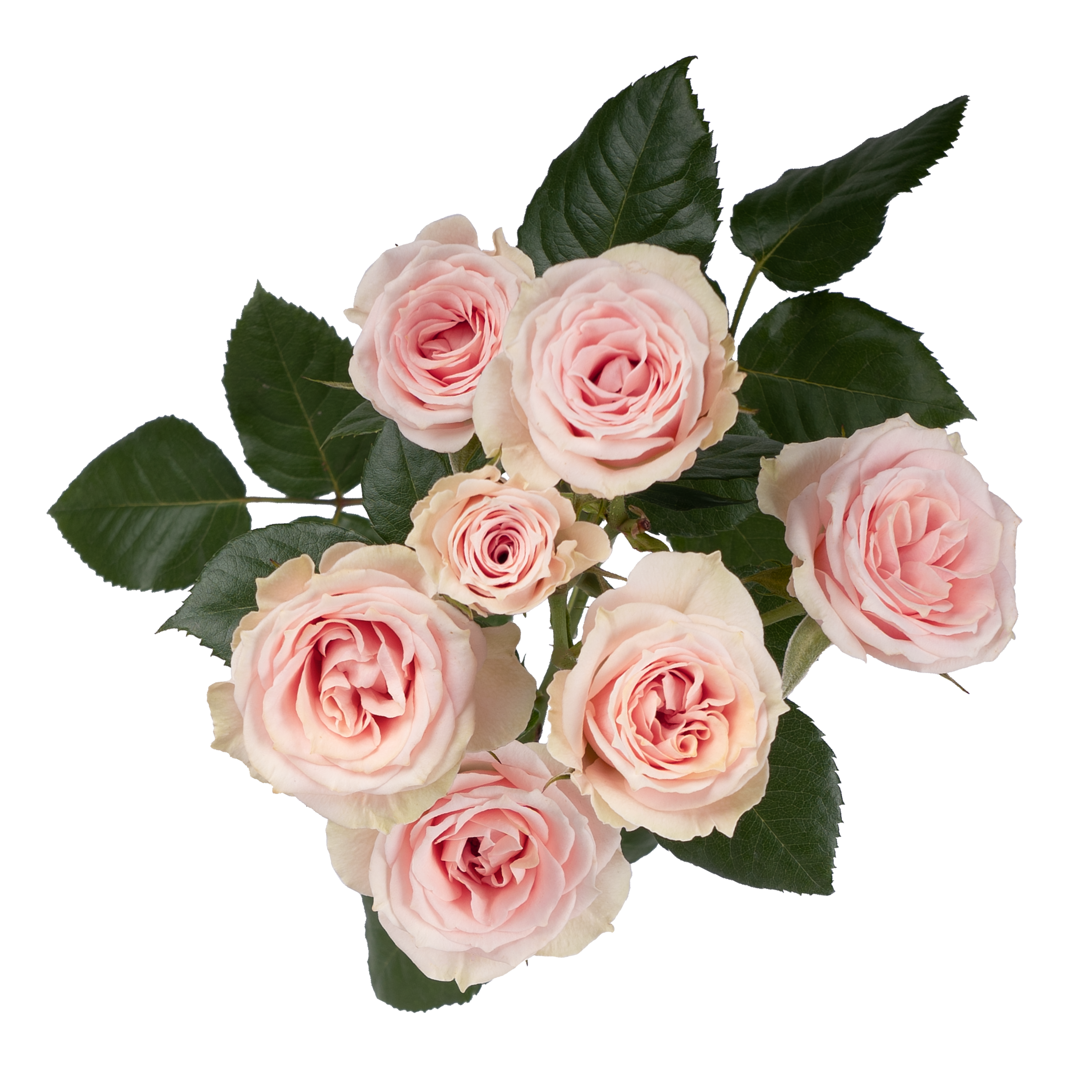 Brilliant Stars® Cygnus