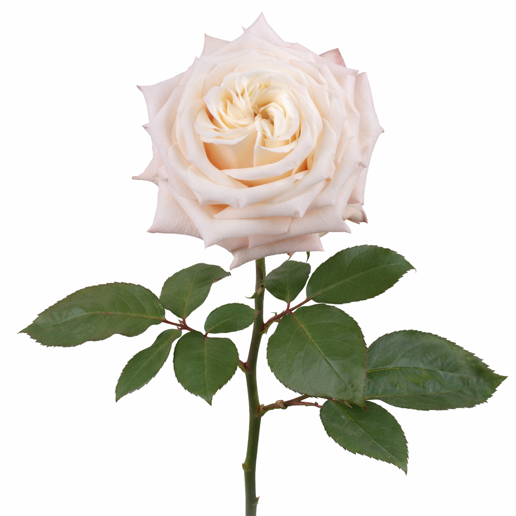 ChatGPT Image Mar 25, 2026, 07_09_46 PM.png