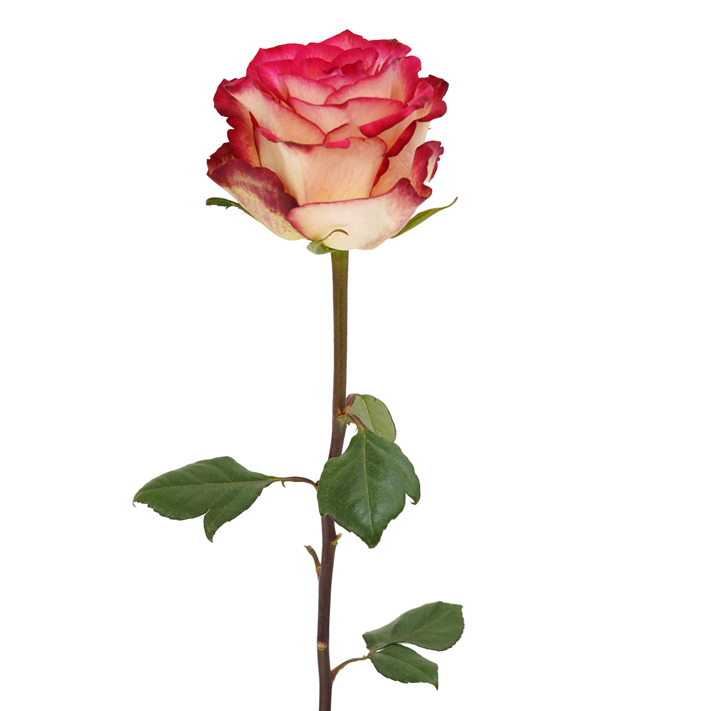 genviv-dancing-queen-rose-1