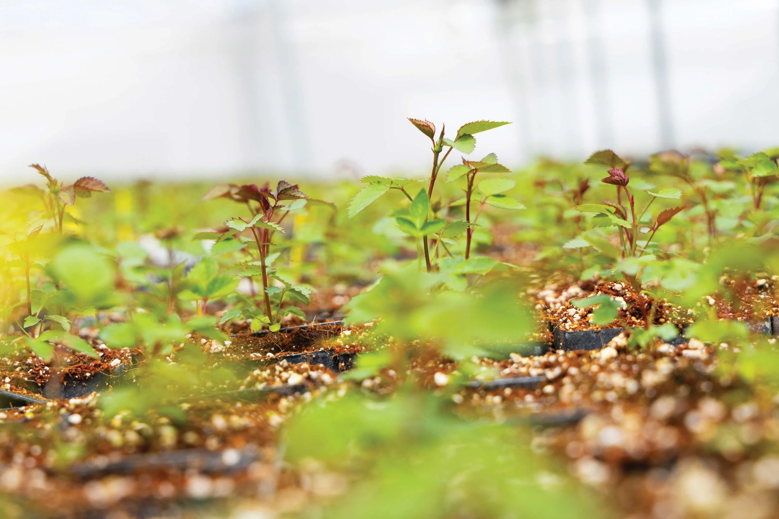 genviv-breeding-field