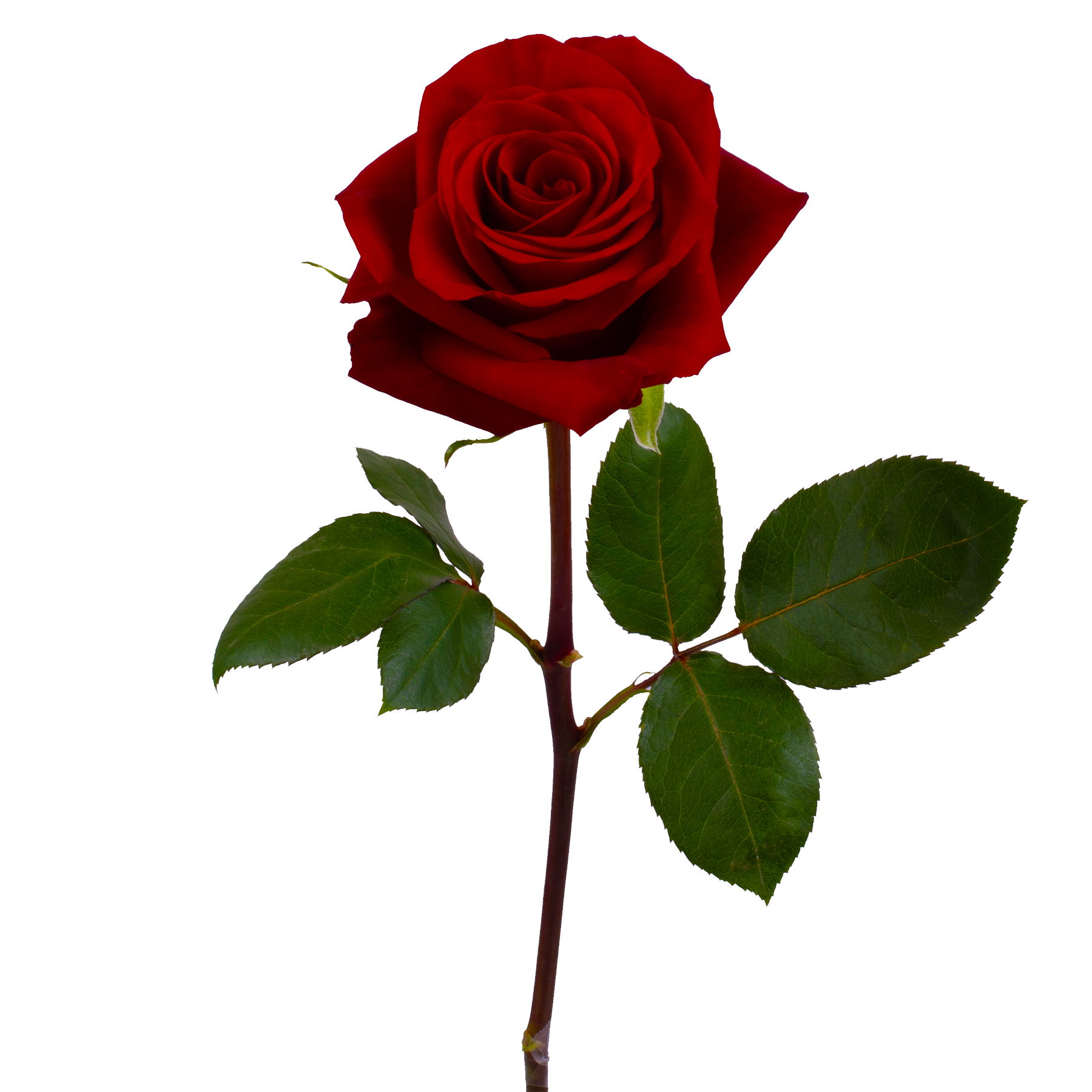 genviv-redvolution-rose-1