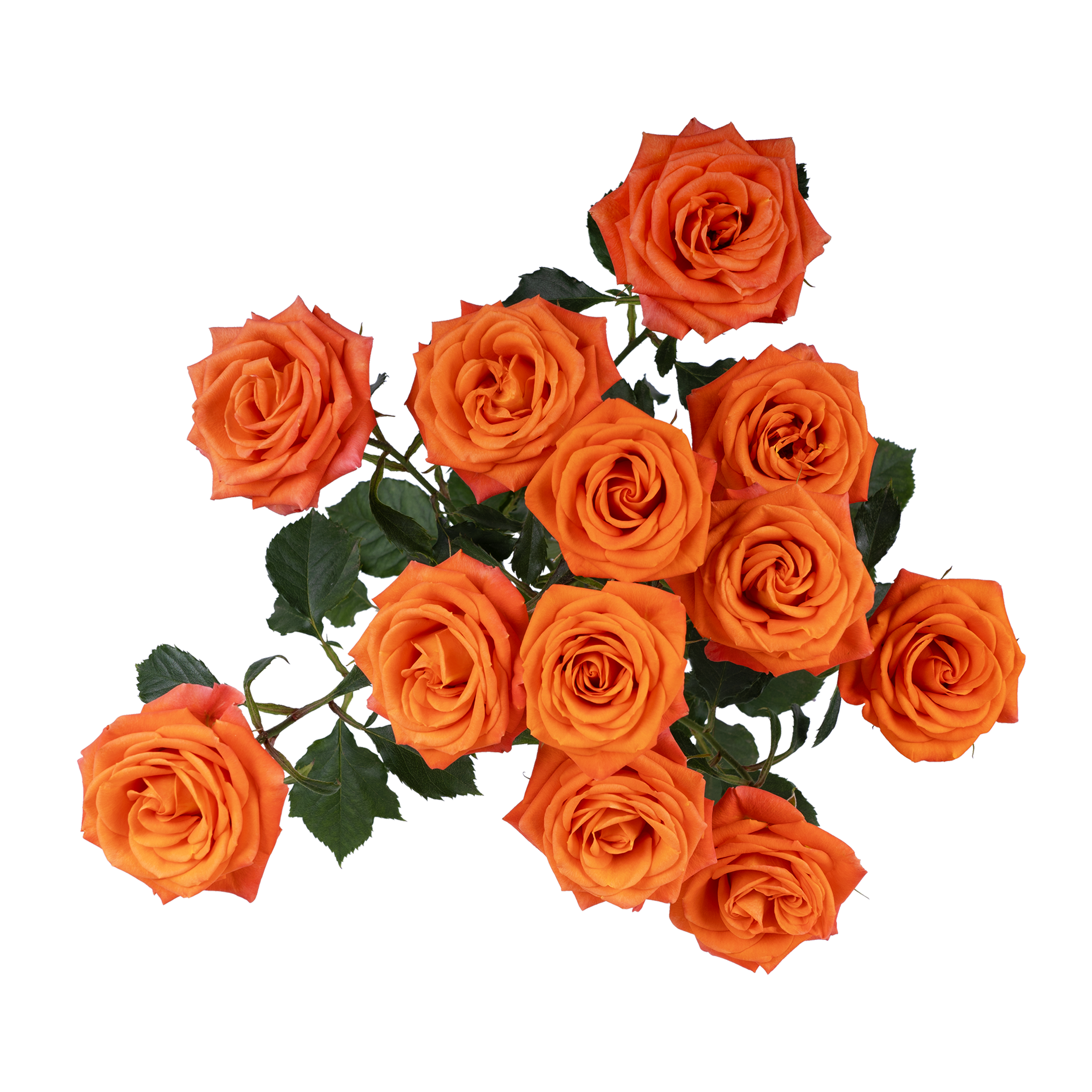 Brilliant Stars® Taurus