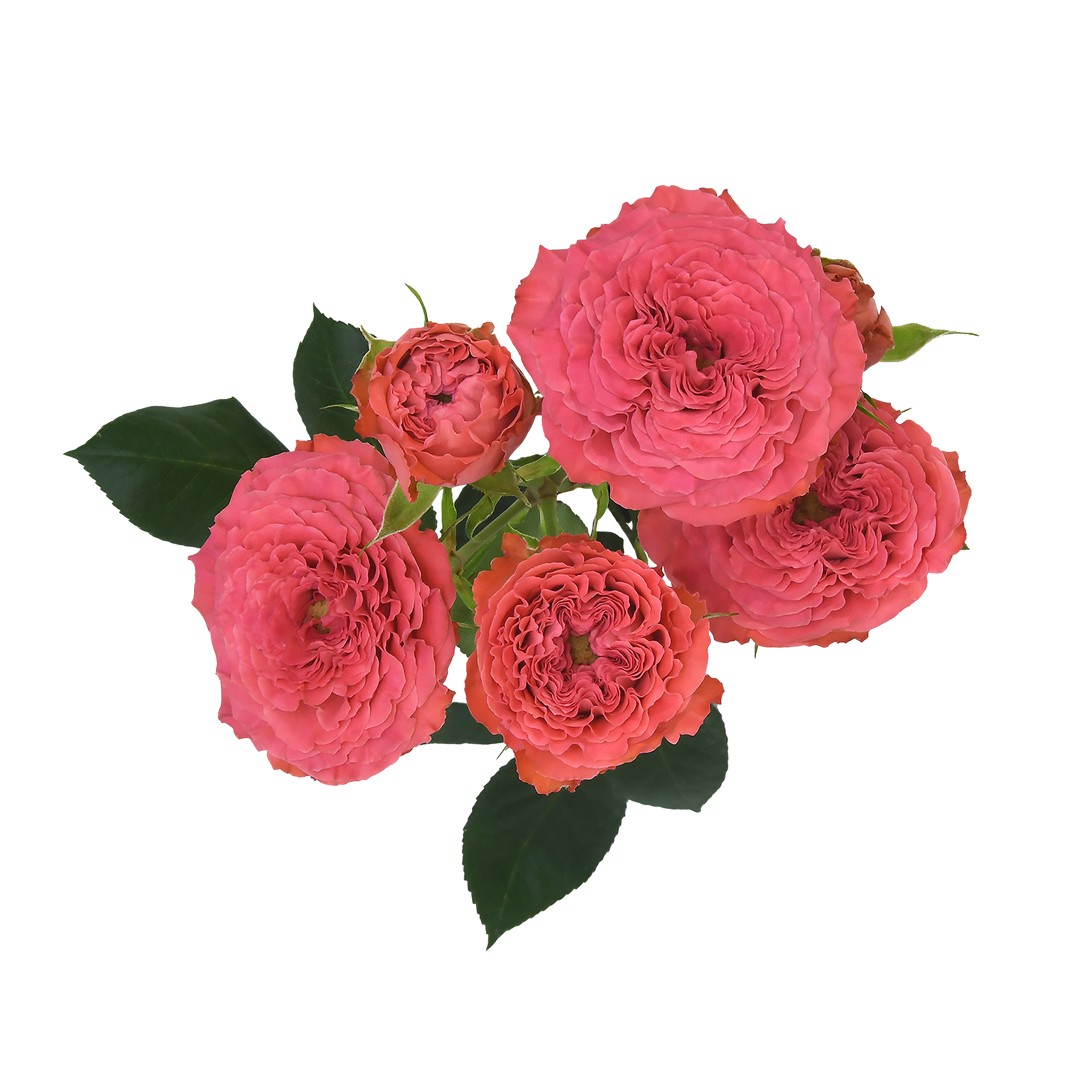 Wink® Coral Kiss