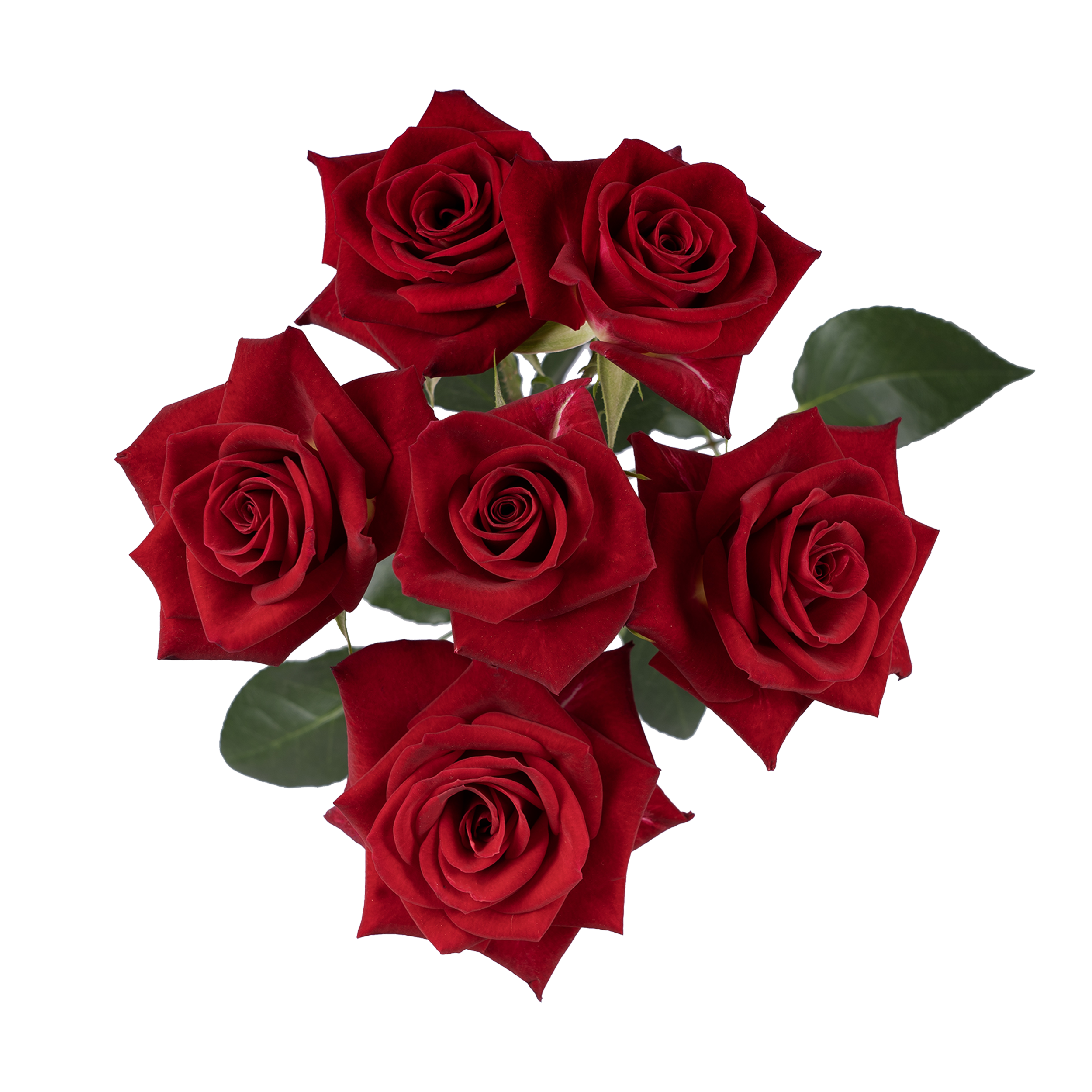 Brilliant Stars® Aries