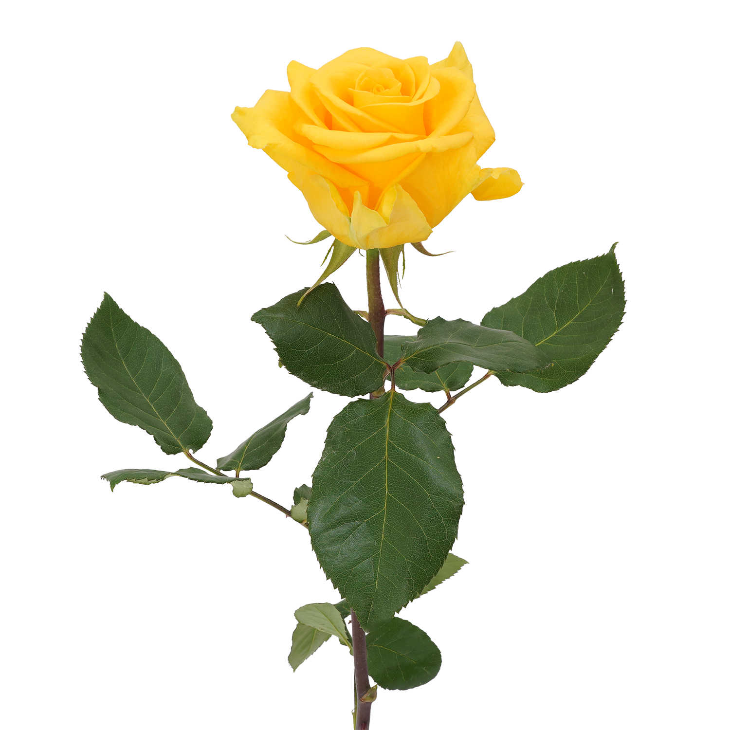 R872-ANG-1ST- copia.png