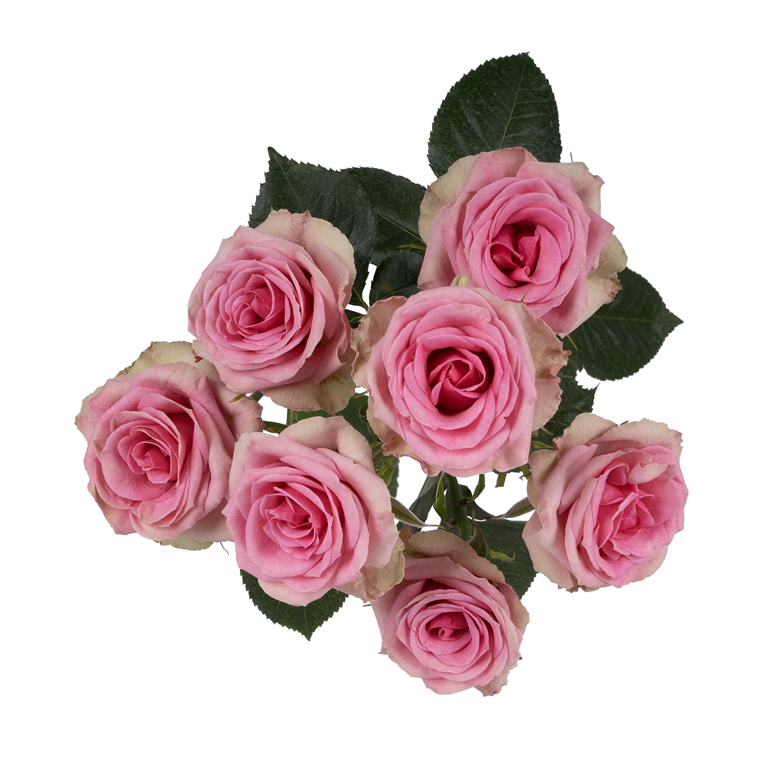Brilliant Stars® Bon Bon
