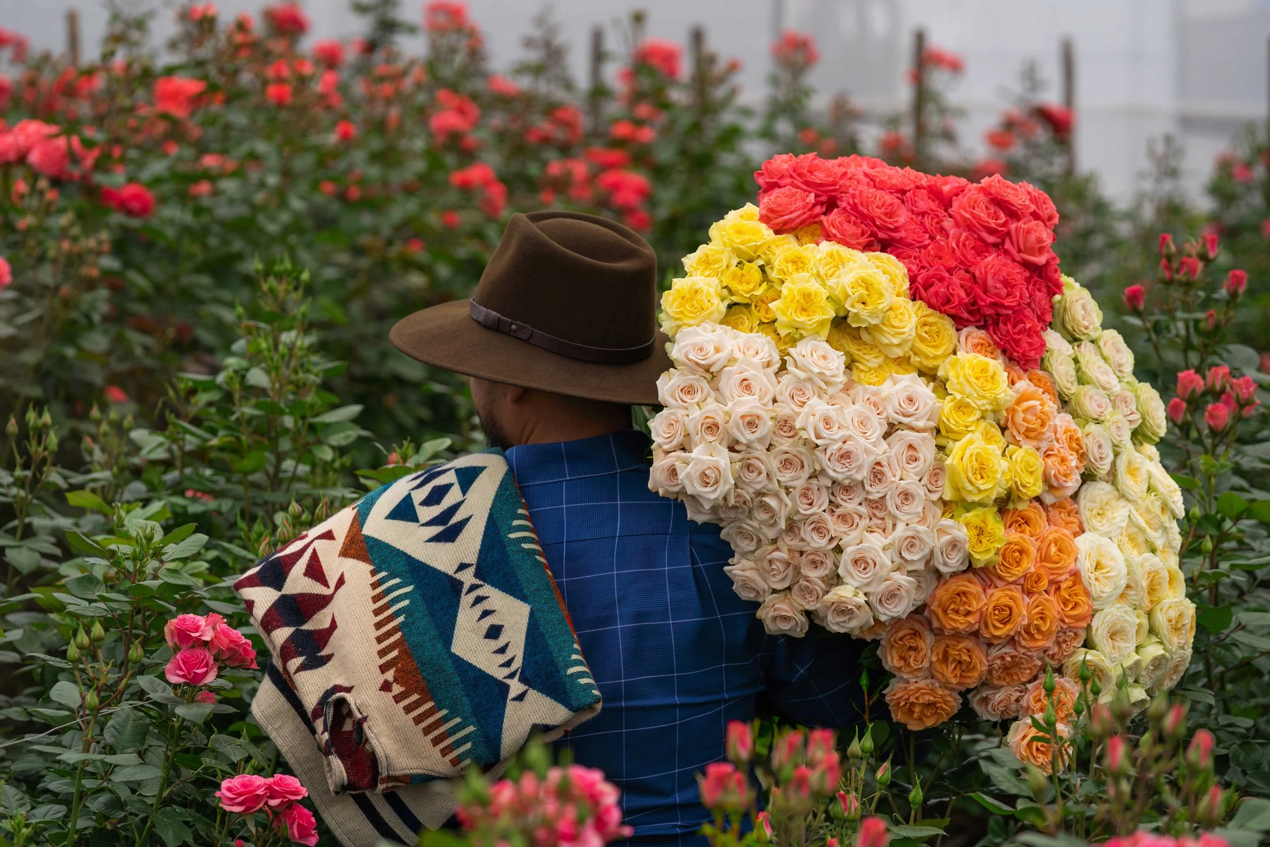 genviv-breeding-spray-roses