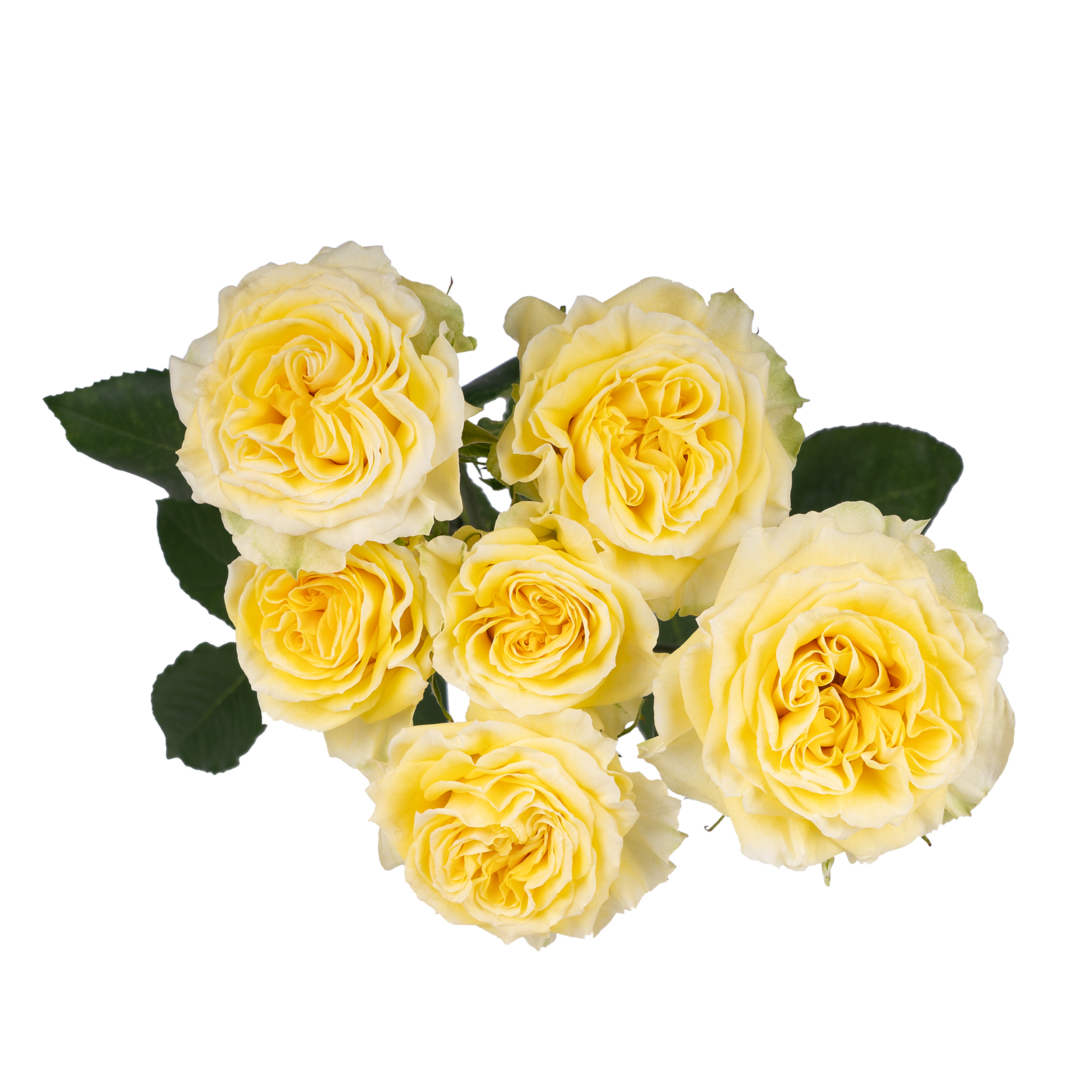 Fibonacci® Gioconda