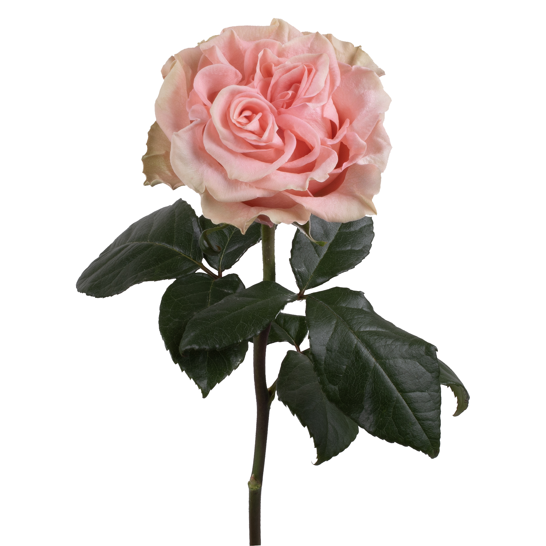 genviv-happink-rose-2