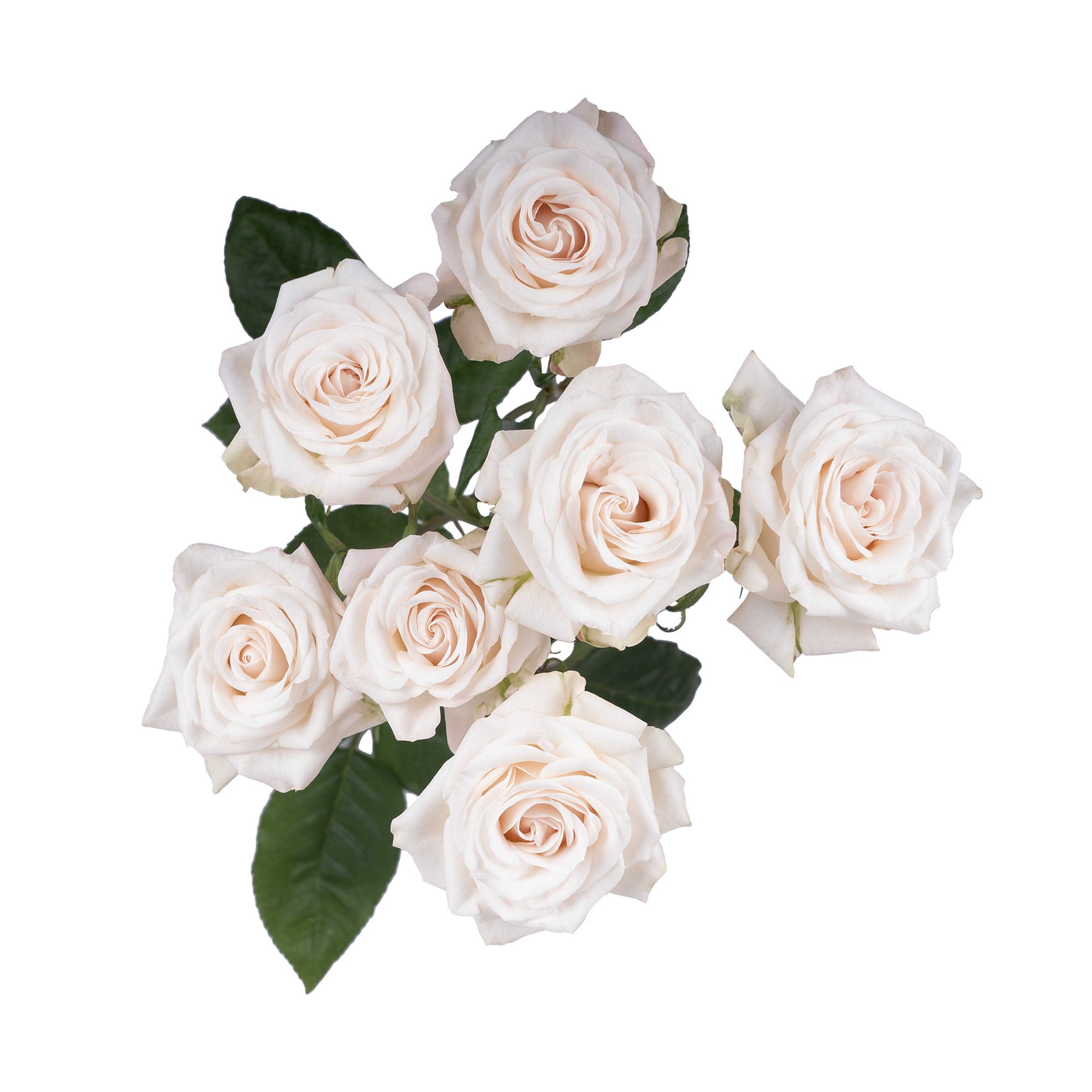 Brilliant Stars® Volans