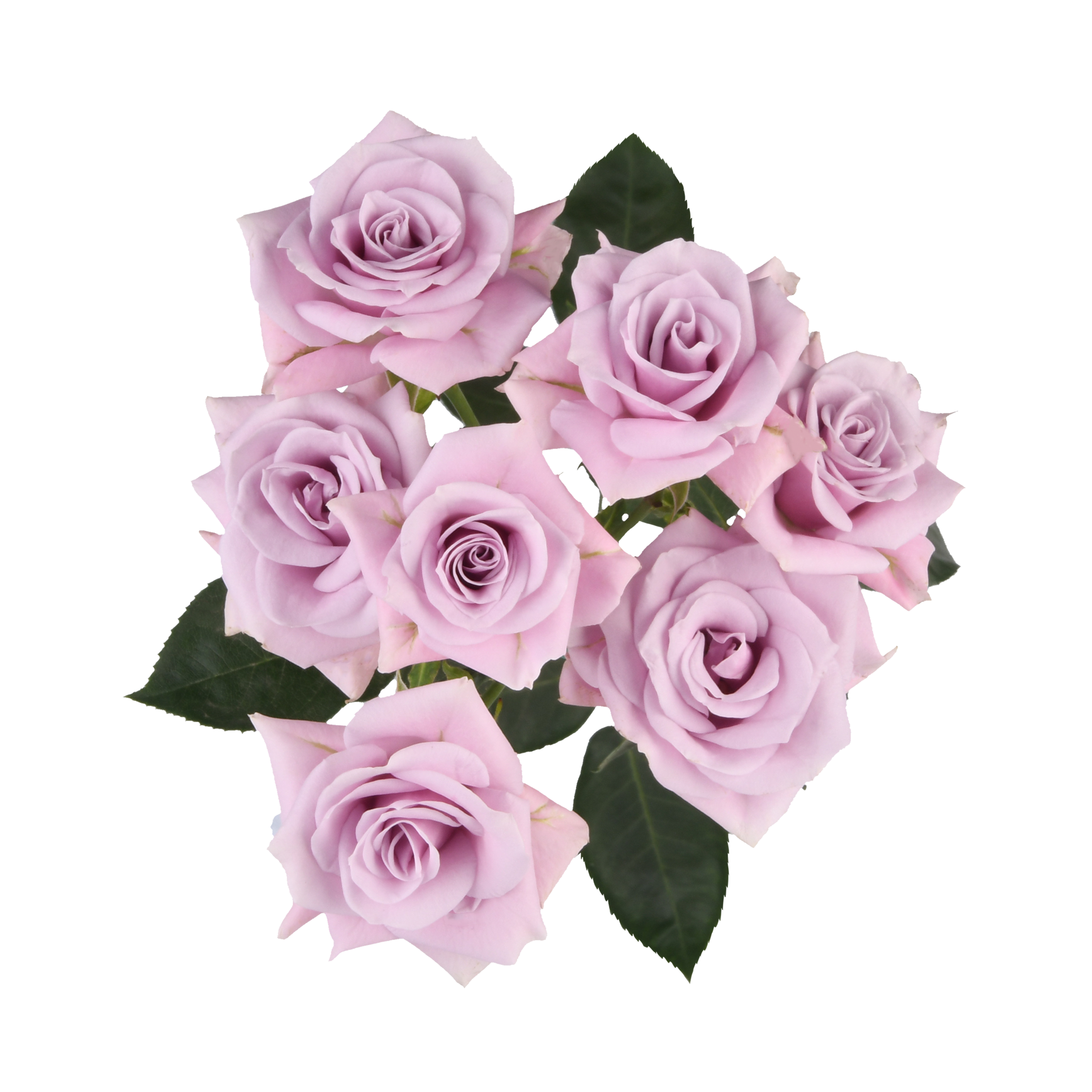 Brilliant Stars® Sagitta