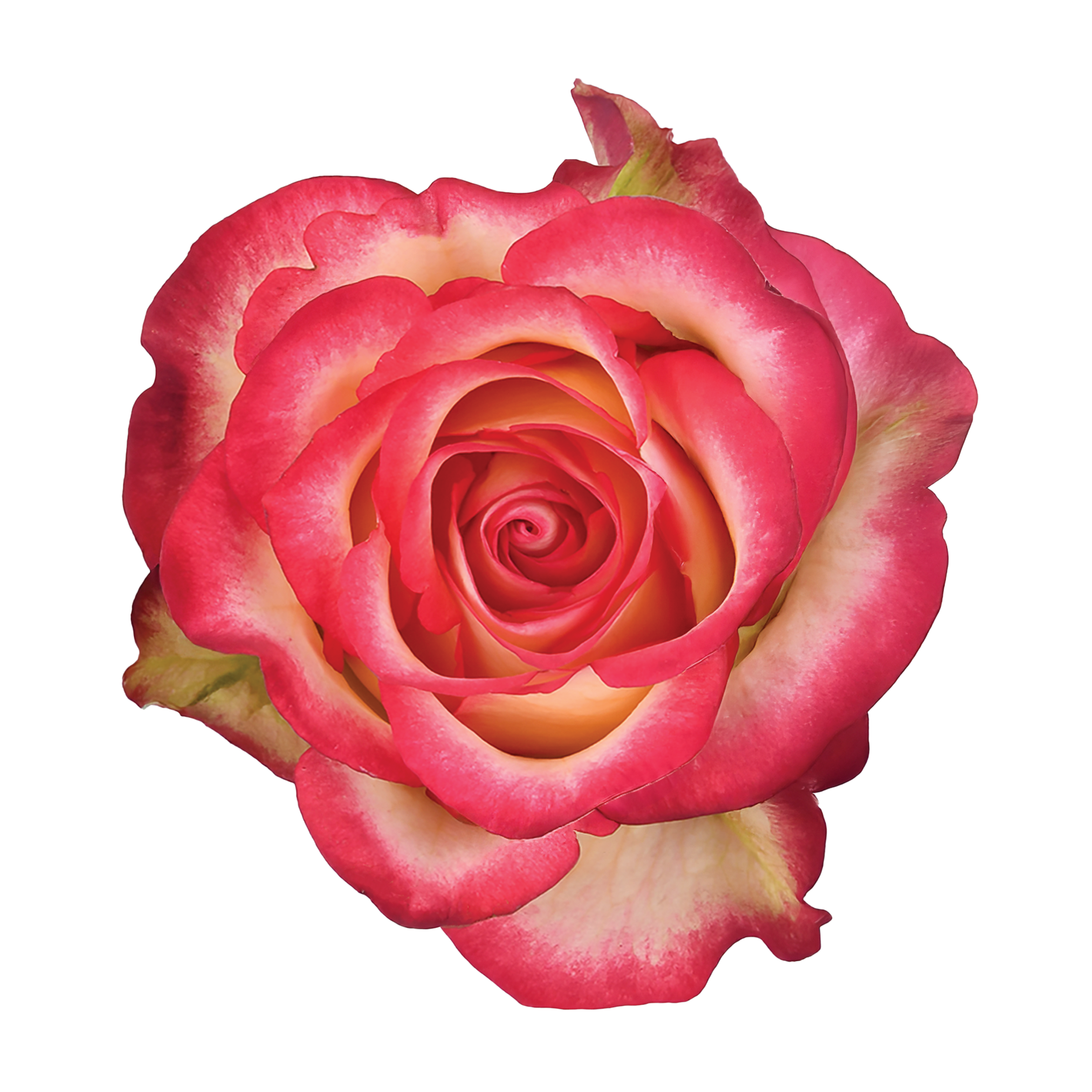 genviv-dancing queen-rose-2