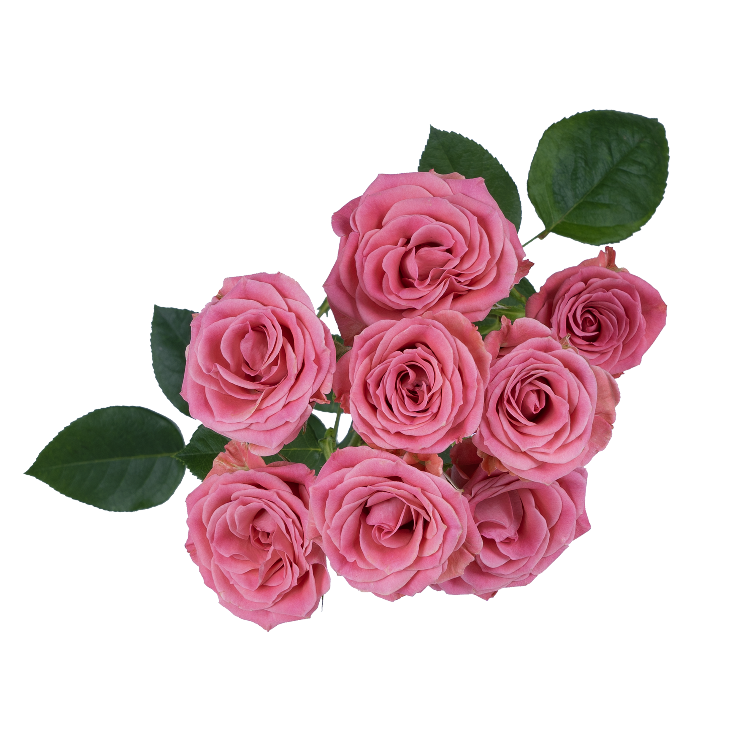 Brilliant Stars® Scorpio