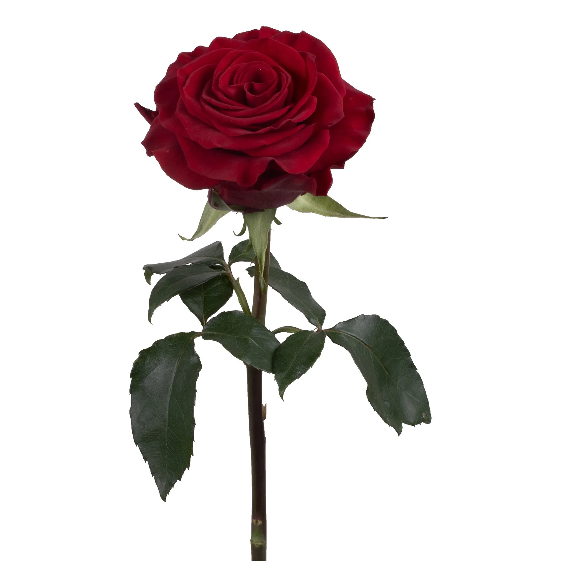 genviv-rediant-rose-2