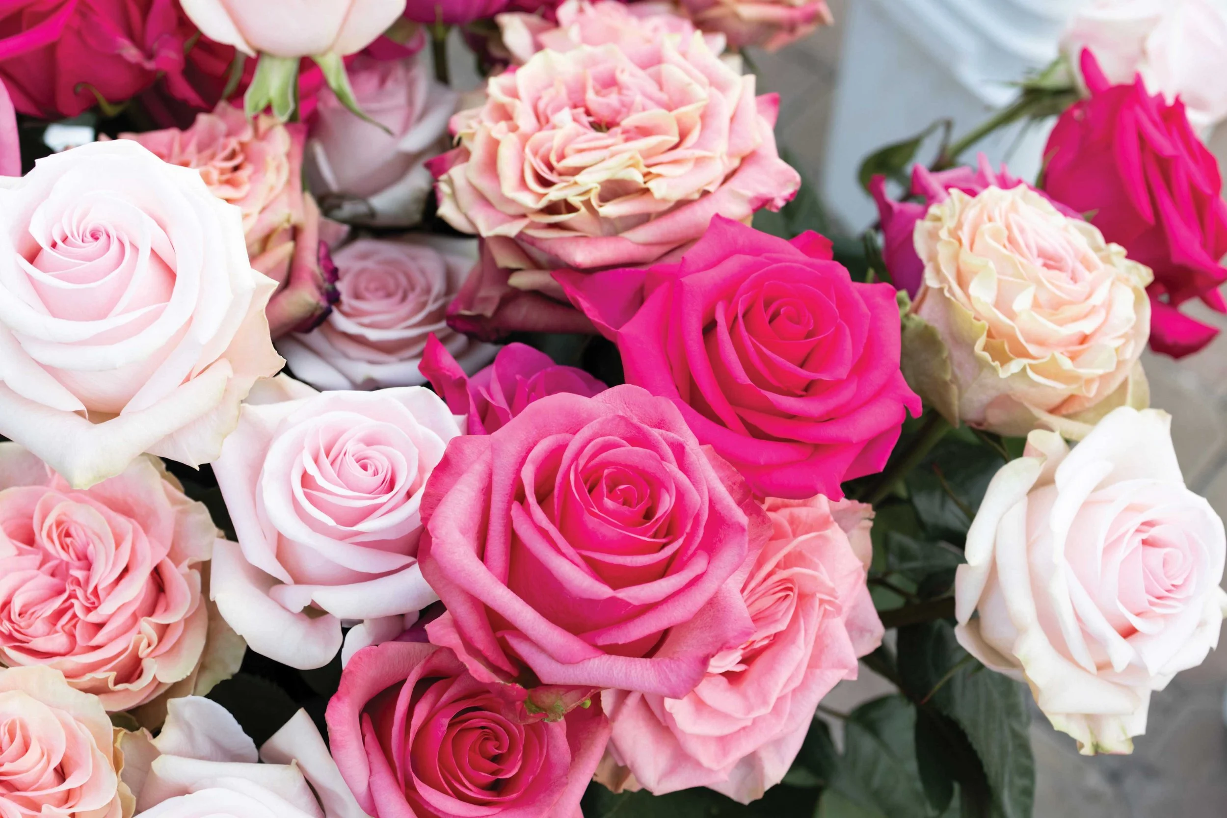 genviv-breeding-rose-collection