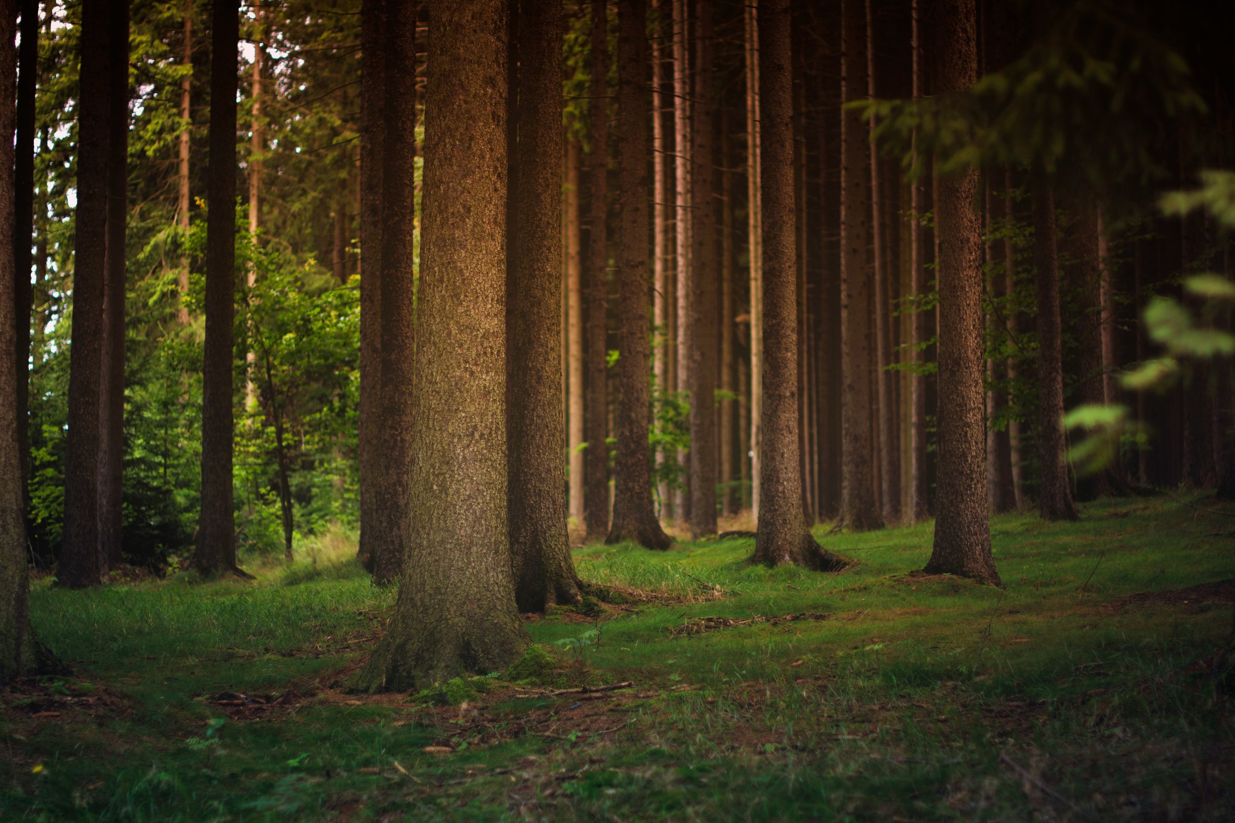 Sunlight filtering through tall pine trees in a green forest