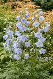 Delphinium Cliveden Beauty light blue 10 stems per bunch from Kay's BouKays