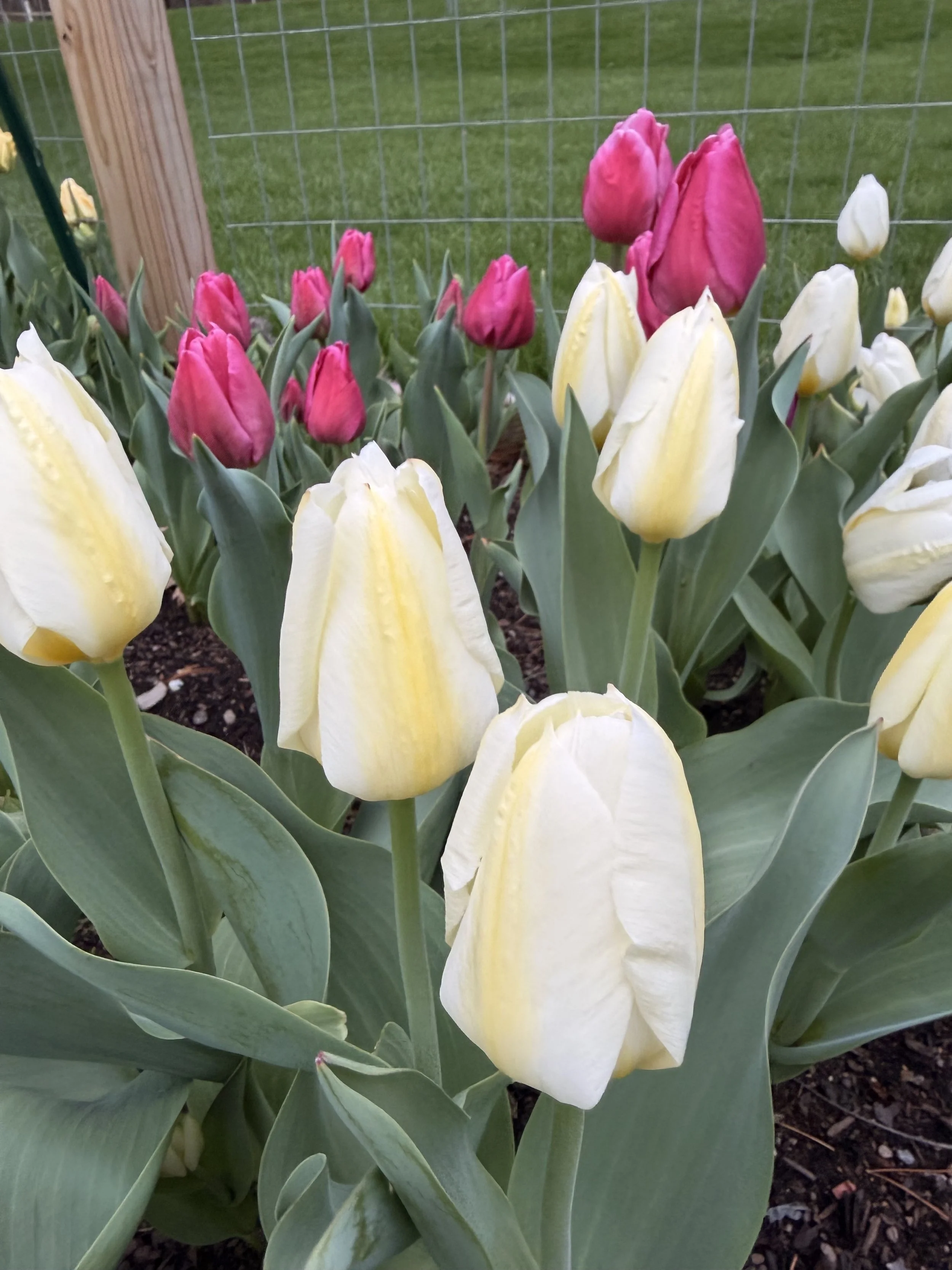 IMG_0076-preview 2.jpg