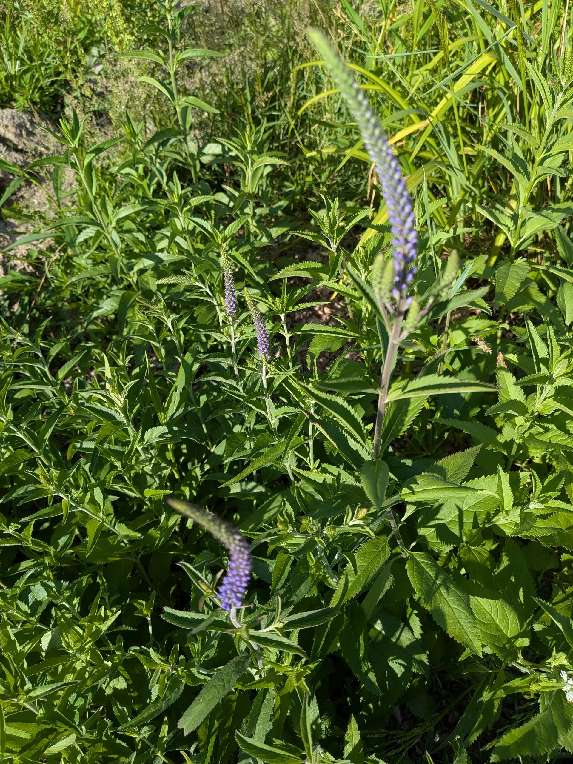 PXL_20260620_220440774.jpg