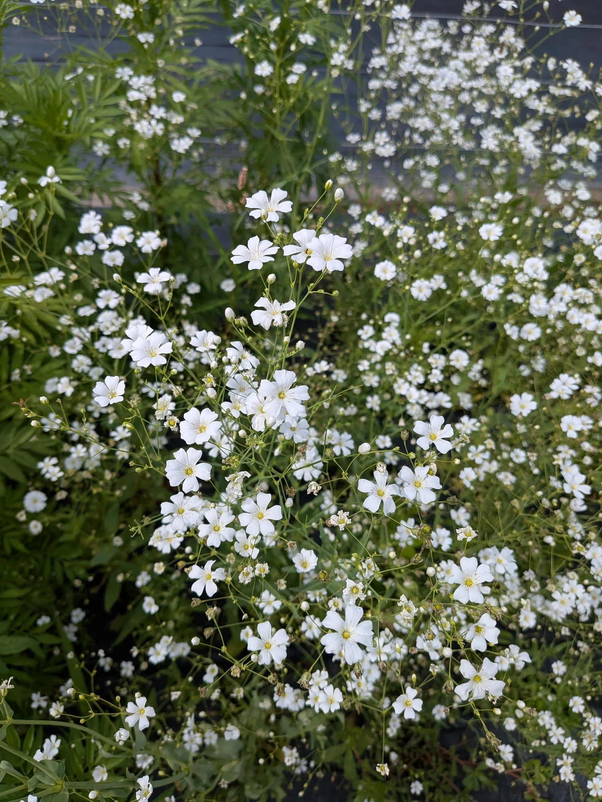 Gypsophila (1/2-3/4 " white flowers, airy filler, multiple stems per stem) from Kay's BouKays