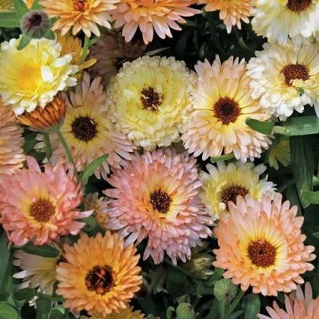 Calendula melon color (cream colored ray petals darken to apricot at petal edges) sold per stem from Kay's BouKays