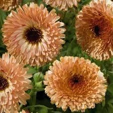 Calendula Rust & Copper colored (bronze center with some hints of peach and cream) sold per stem from Kay's BouKays