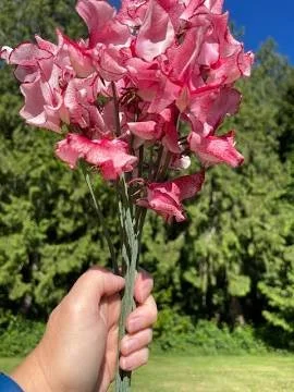 Sweet Pea Mars 15 stems per bunch from Kay's BouKays