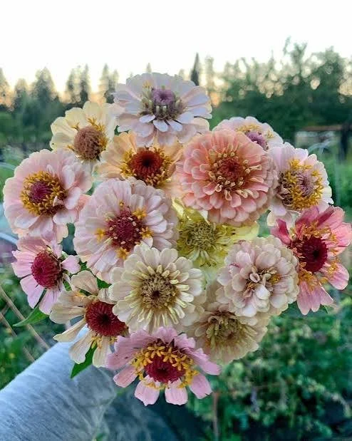 Zinnia multi color pastels 6 stems per bunch from Blute Farm