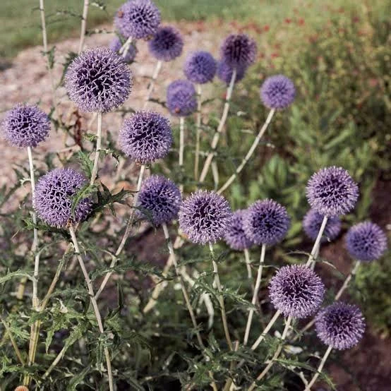 Globe Thistle purple per stem from Blute farm