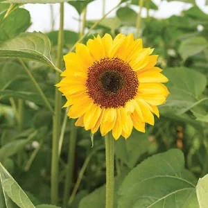 Procut Sunflowers per stem from Four Peaks Greenhouse