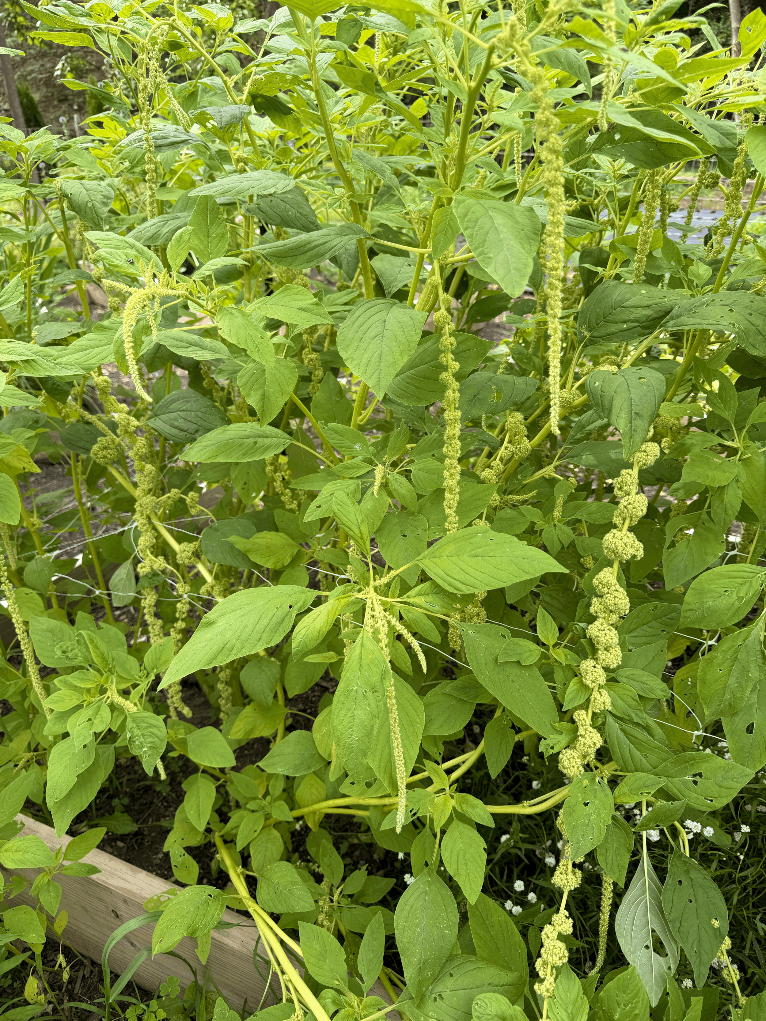 Amaranthus green & light burgundy short stems sold  per stem from Blute Farm