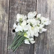 Sweet Pea Wedding white 10 stems per bunch from Kay's BouKays