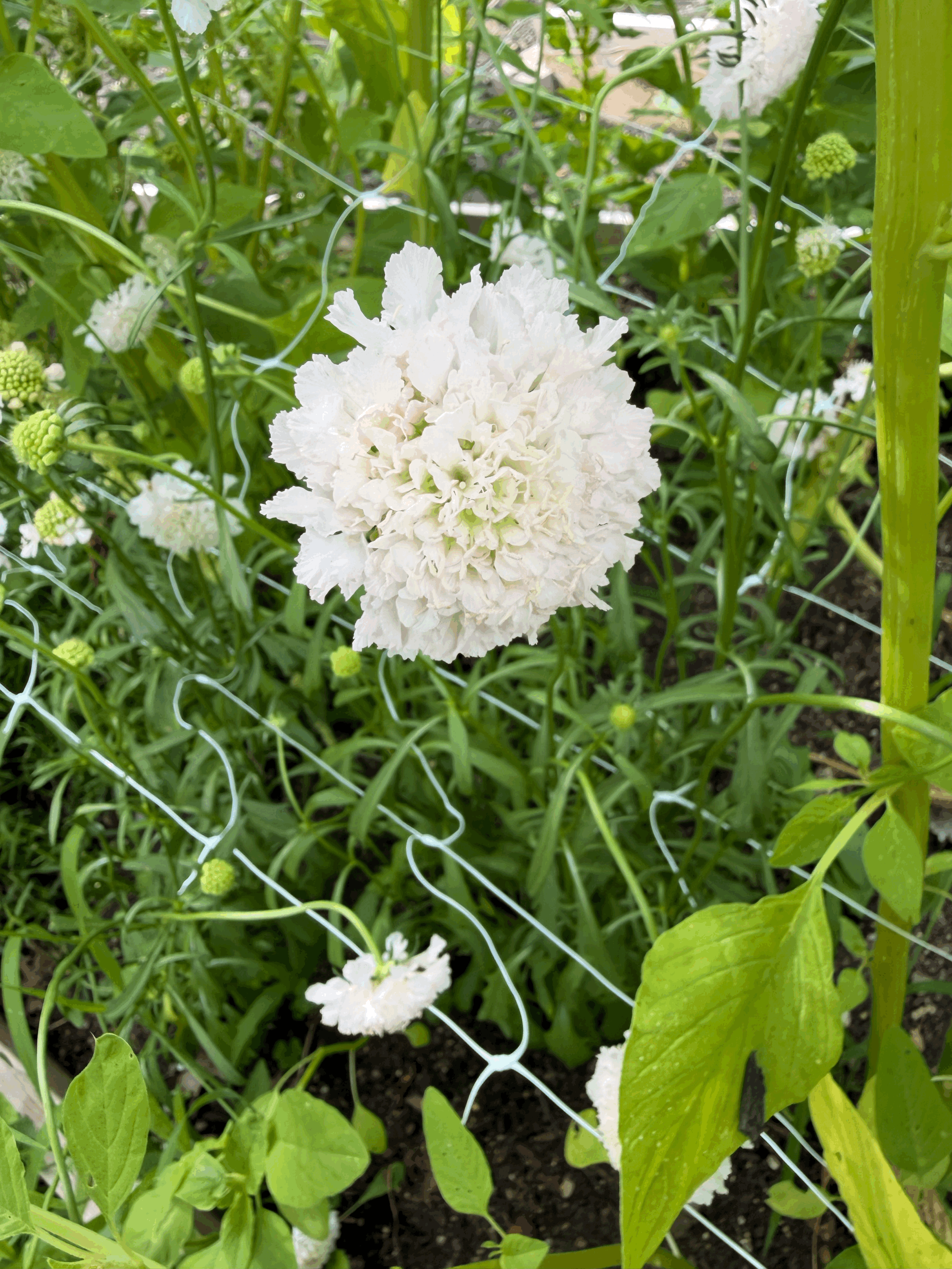 Pincushion- Snowmaiden white 6 stems per bunch from Blute Farm