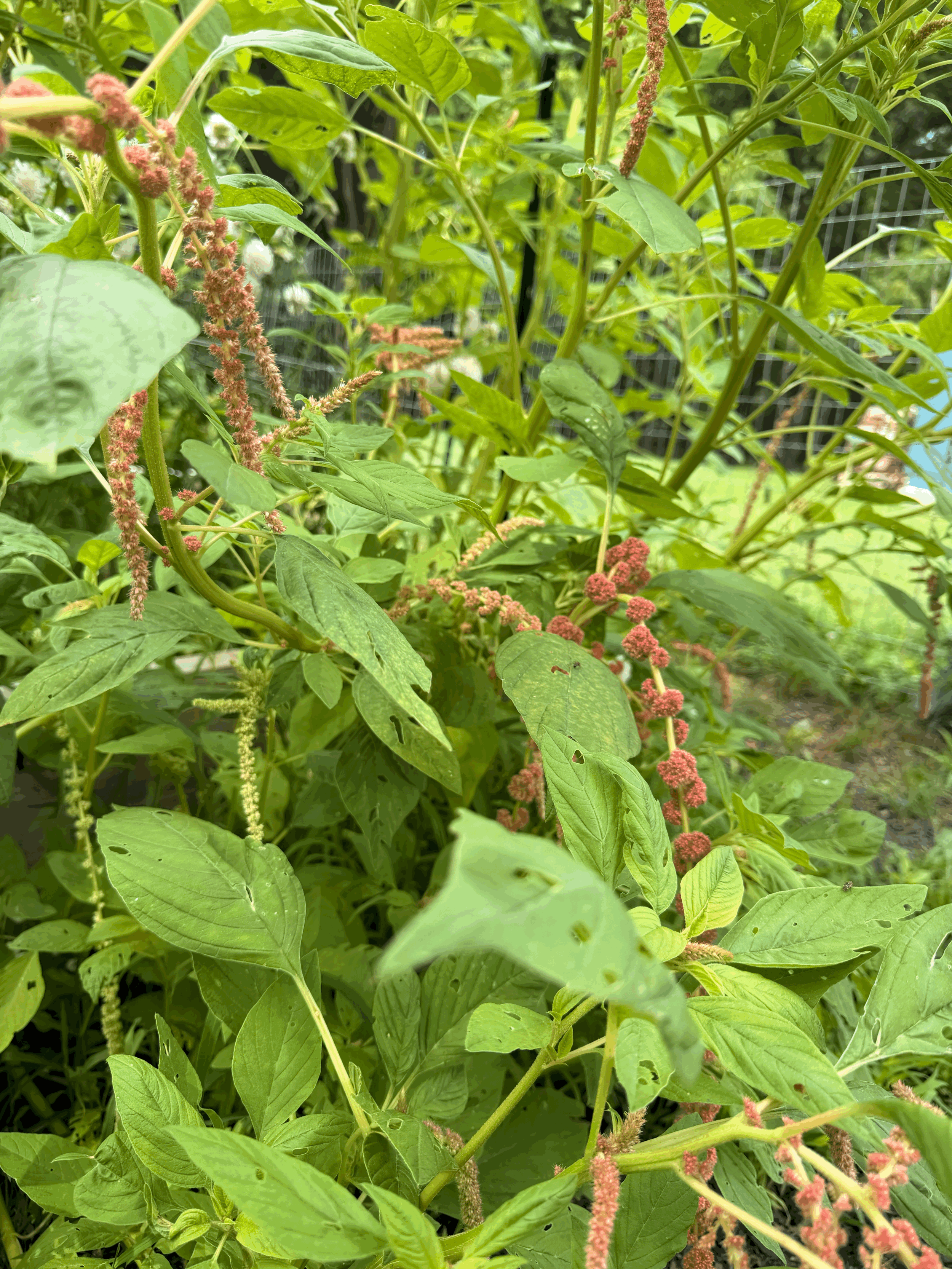 Amaranthus green & light burgundy long stems sold  per stem from Blute Farm